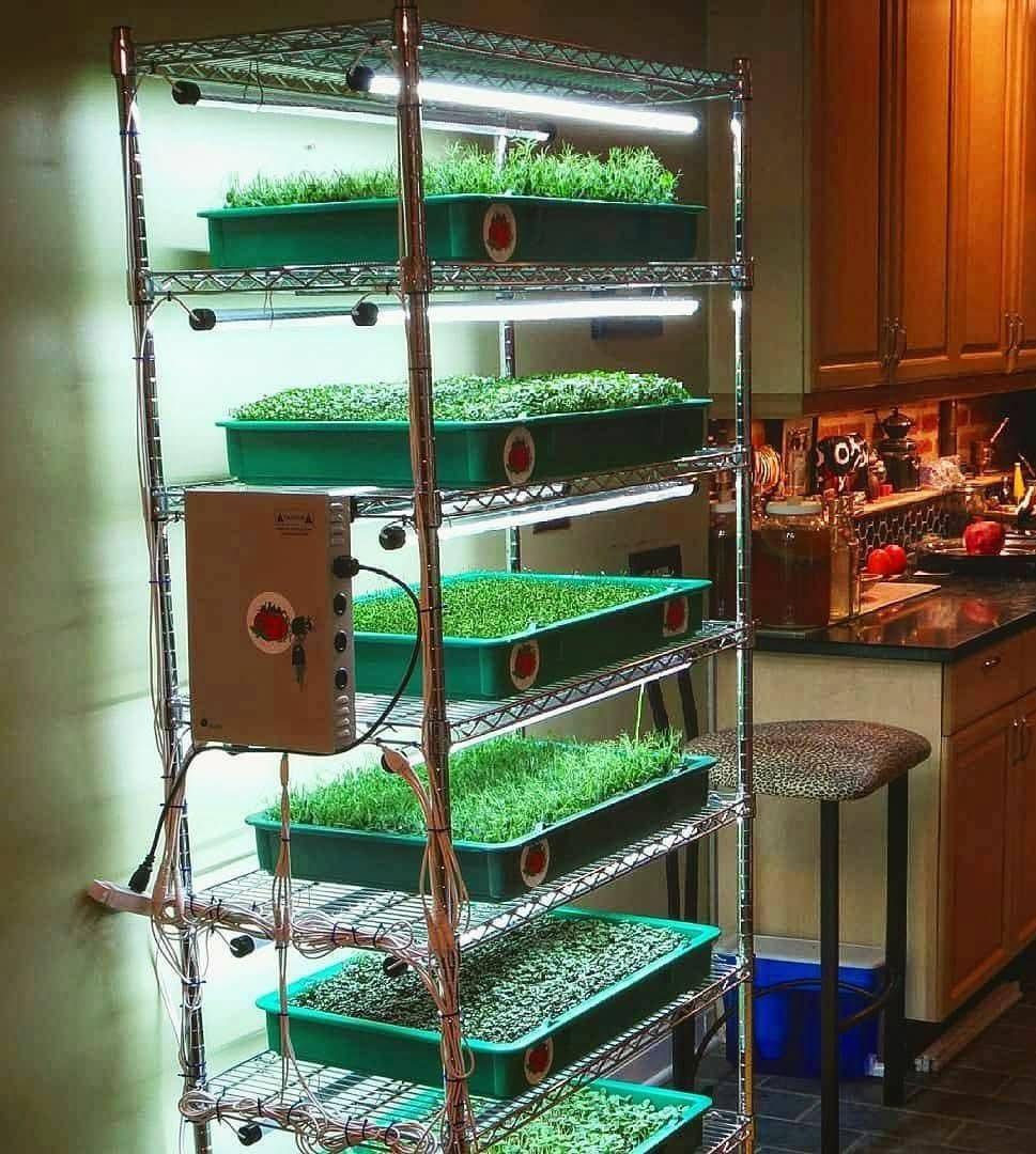 Multiple trays with green seedlings on a metal rack in a kitchen, with cabinets and a stool nearby.