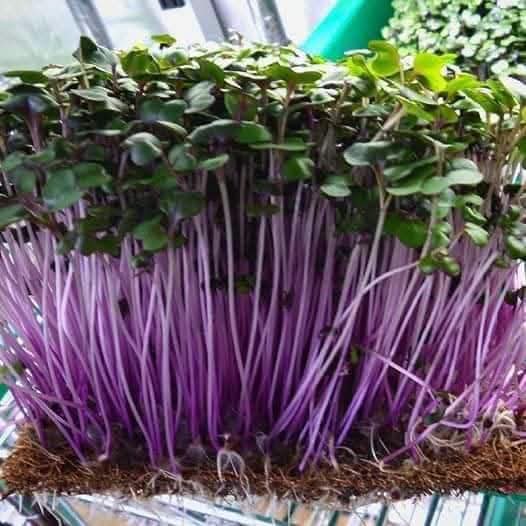 Close-up of purple-stemmed microgreens with green leaves growing densely, with soil visible at the base.