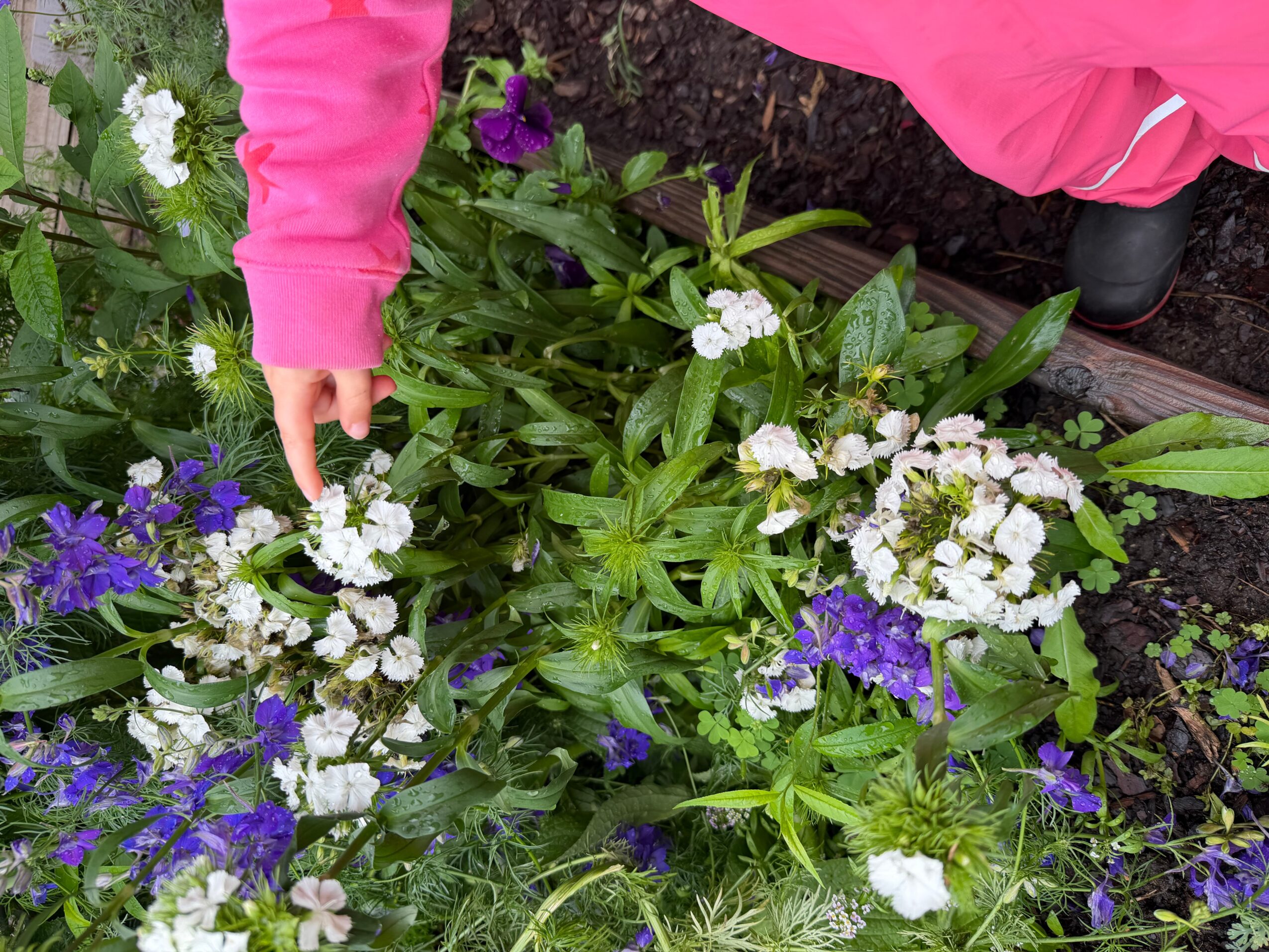 Child in pink jacket touching white and purple flowers in a garden bed.