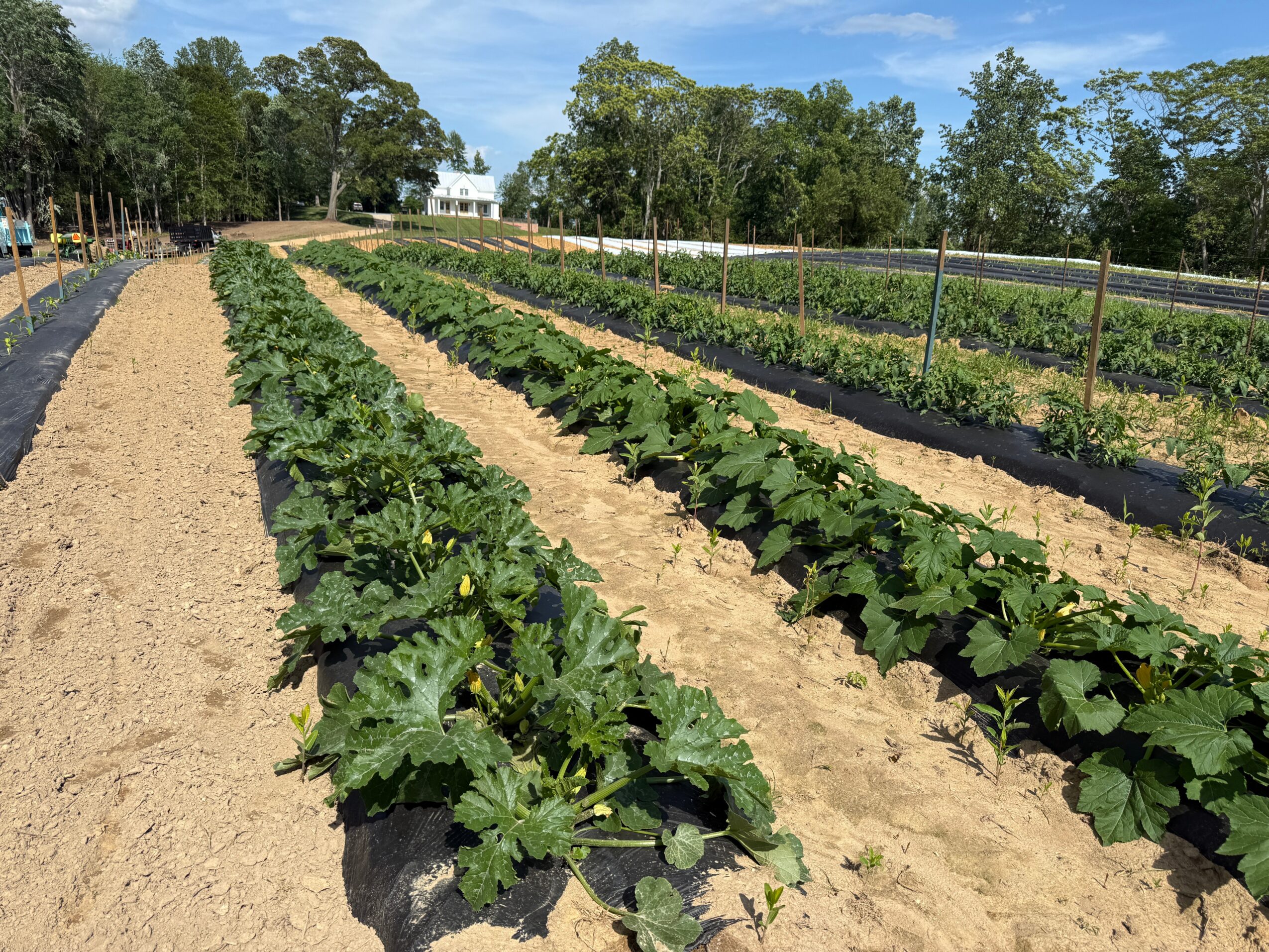 Rows of green leafy plants grow in sandy soil on a farm, with trees and a building in the background under a blue sky.
