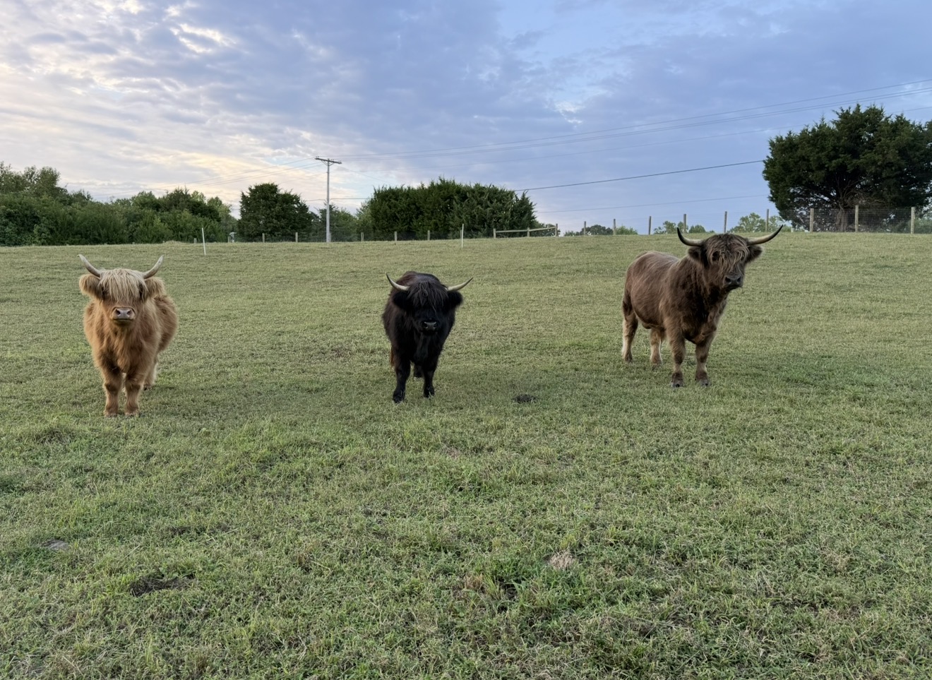 Three small cows standing on a grassy field with trees and a blue sky in the background.