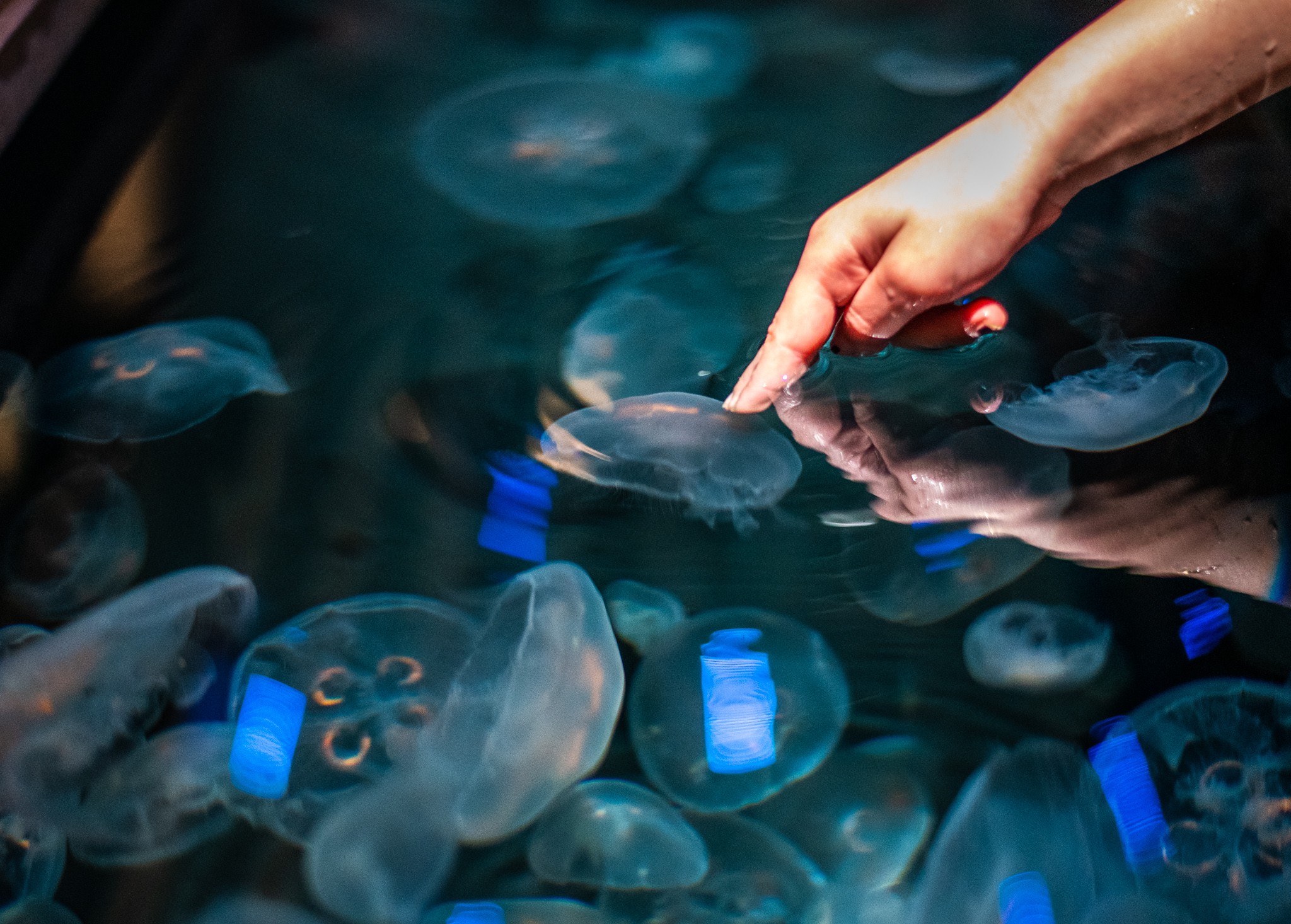 Hand reaching into a tank of jellyfish with blue lights, surrounded by floating jellyfish and bottles.