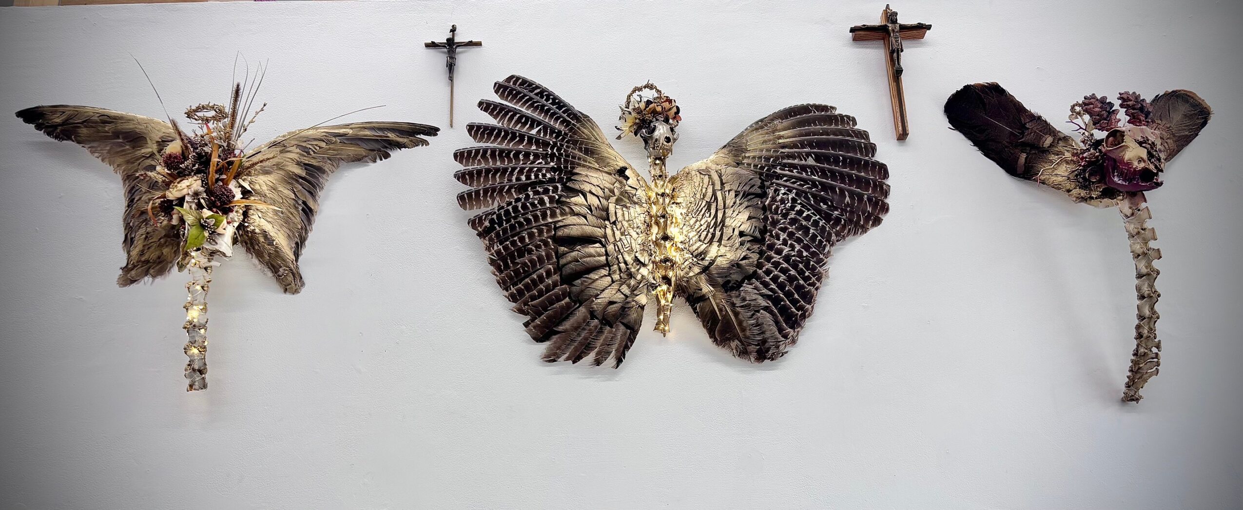 Three mounted bird specimens with crosses above each, displayed on a white background.