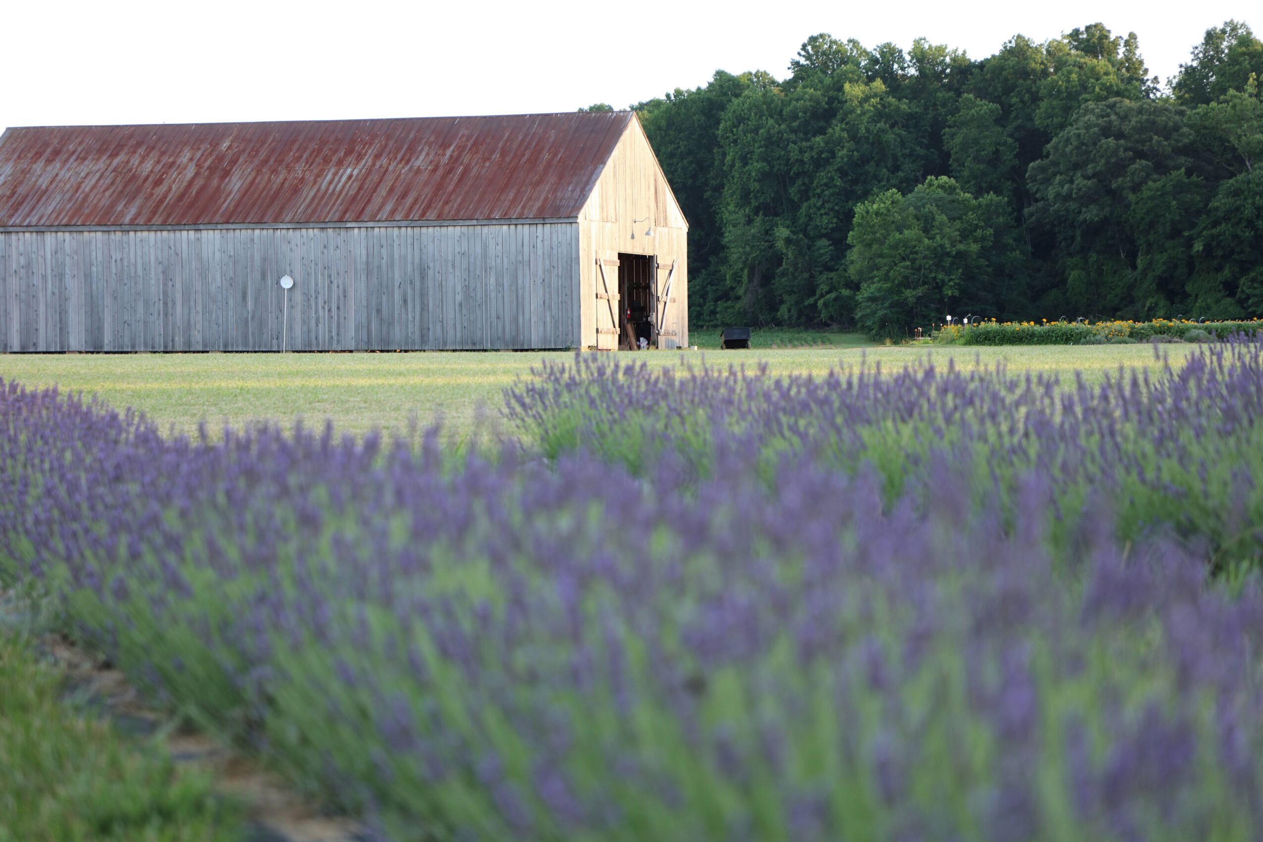 A rustic barn with a red roof and gray walls is surrounded by a lavender field and green trees.
