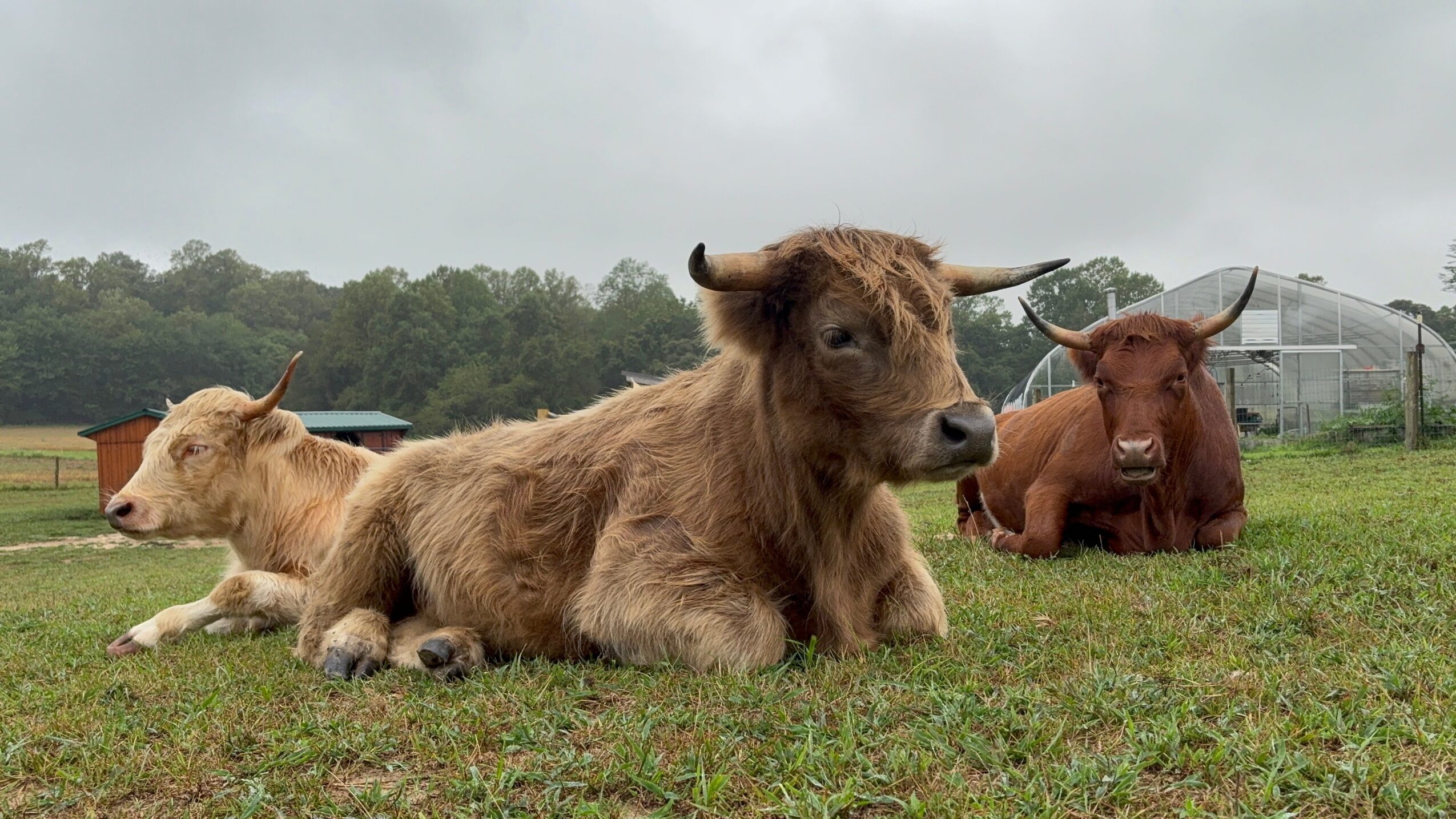 Three cows lying on grass in a field with trees and a greenhouse in the background.