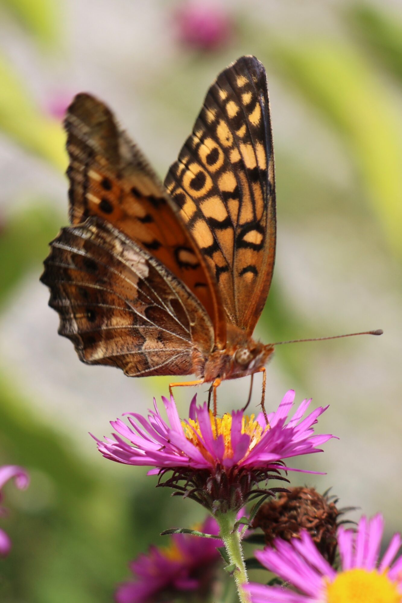 Butterfly with orange and black patterned wings perched on pink flowers, background of green foliage.