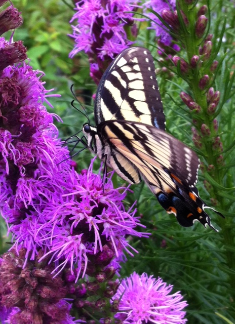 A butterfly with black, white, and orange markings on purple flowers in a garden.