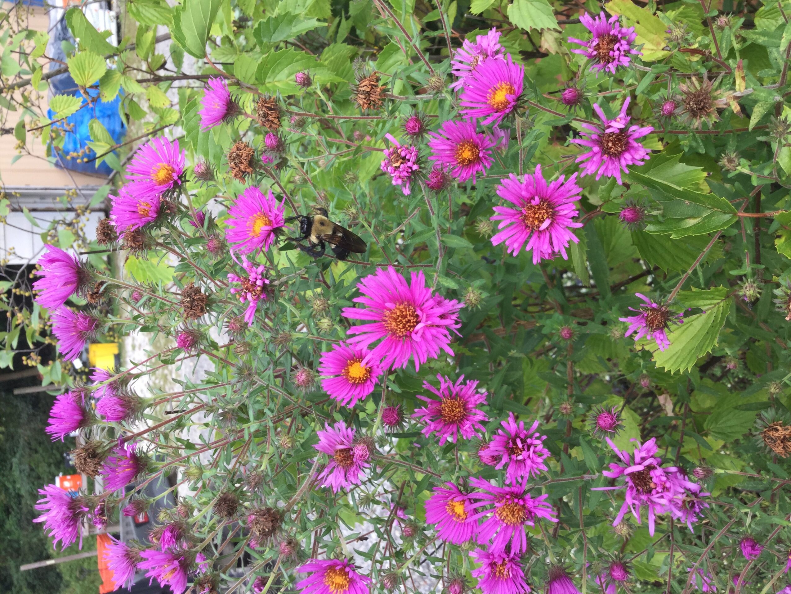 Pink and purple flowers with a bee on one flower, surrounded by green leaves.