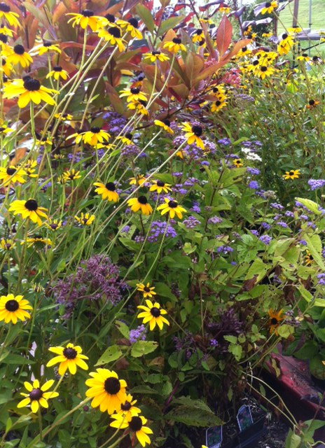 A vibrant garden with yellow, purple, and green flowers and foliage, densely packed and colorful.
