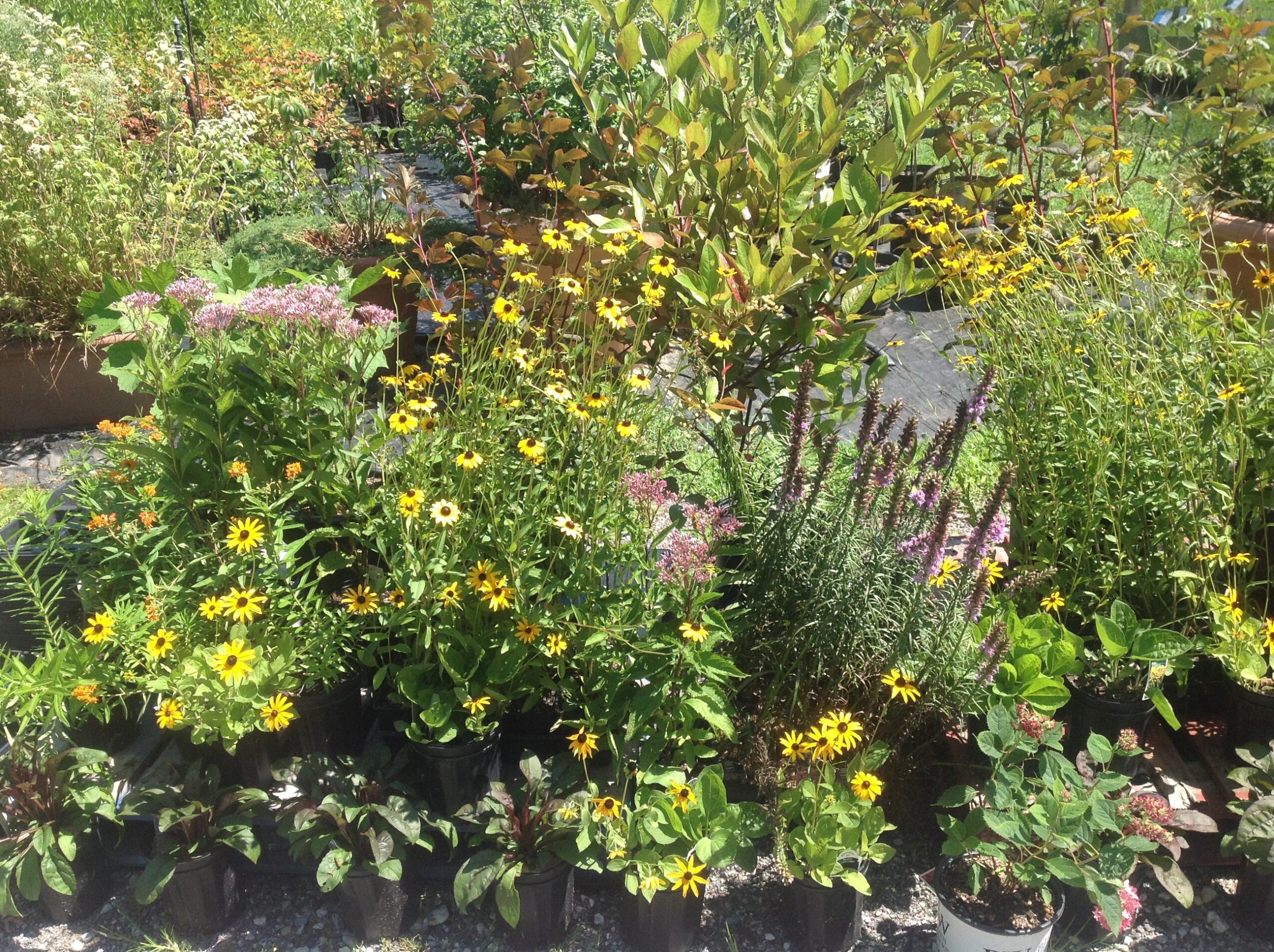 A garden with various yellow, pink, and purple flowers and green foliage, lush and vibrant.