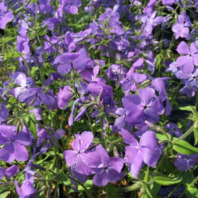 Cluster of purple flowers with green leaves, some with water droplets, in sunlight.