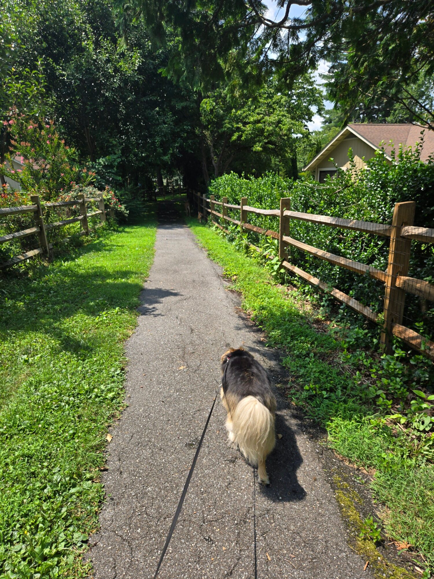 Person walking a dog on a paved path surrounded by green grass and trees, with a wooden fence on the side.