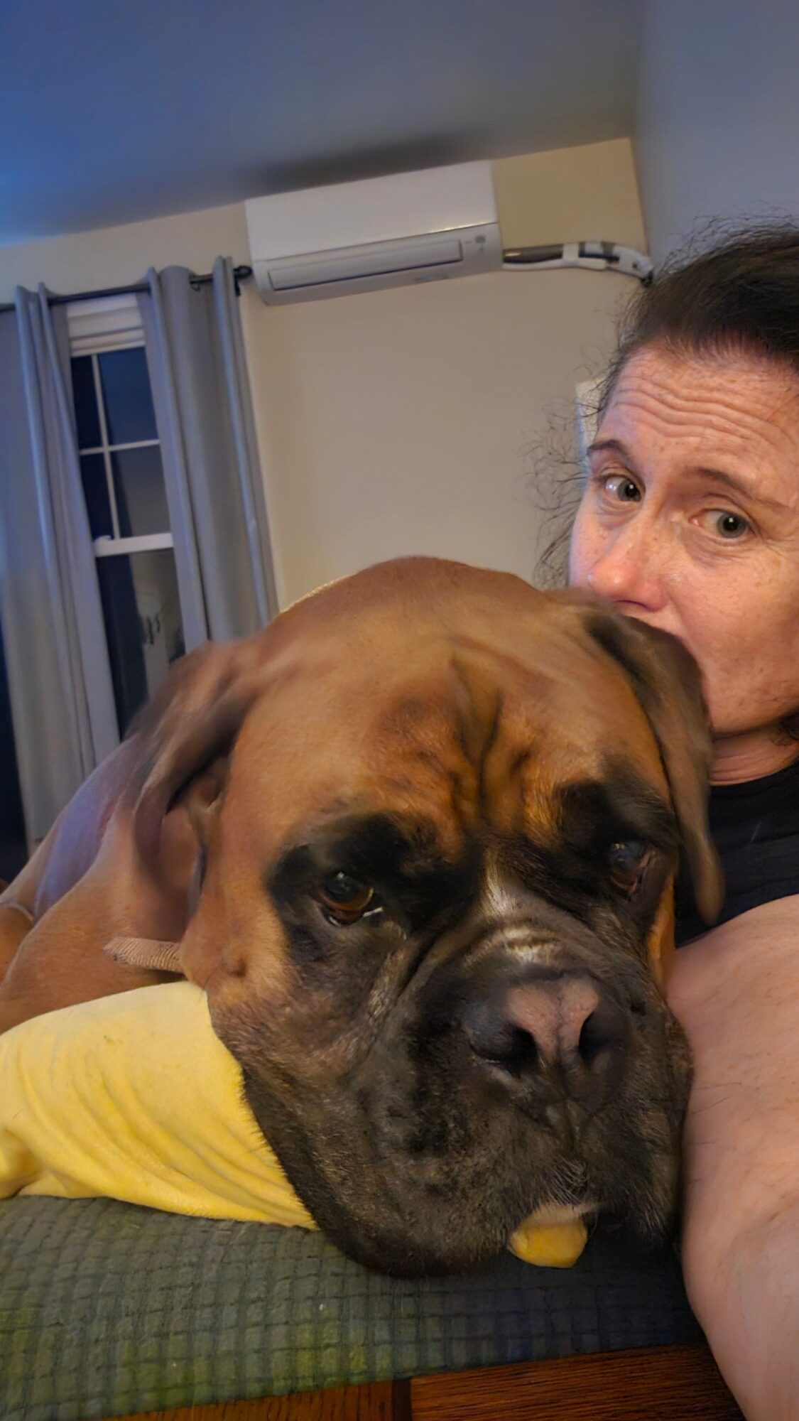 Person lying down with a large dog resting its head on their chest, in a room with a window and furniture.
