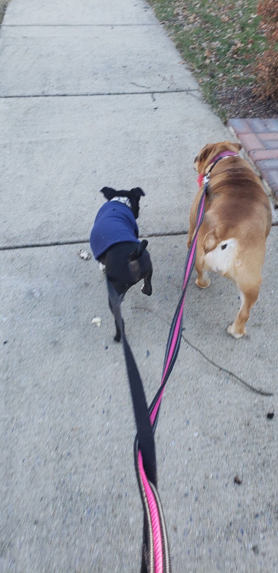 Person walking a dog on a sidewalk, dog wearing a harness, person in blue jacket, leash visible.