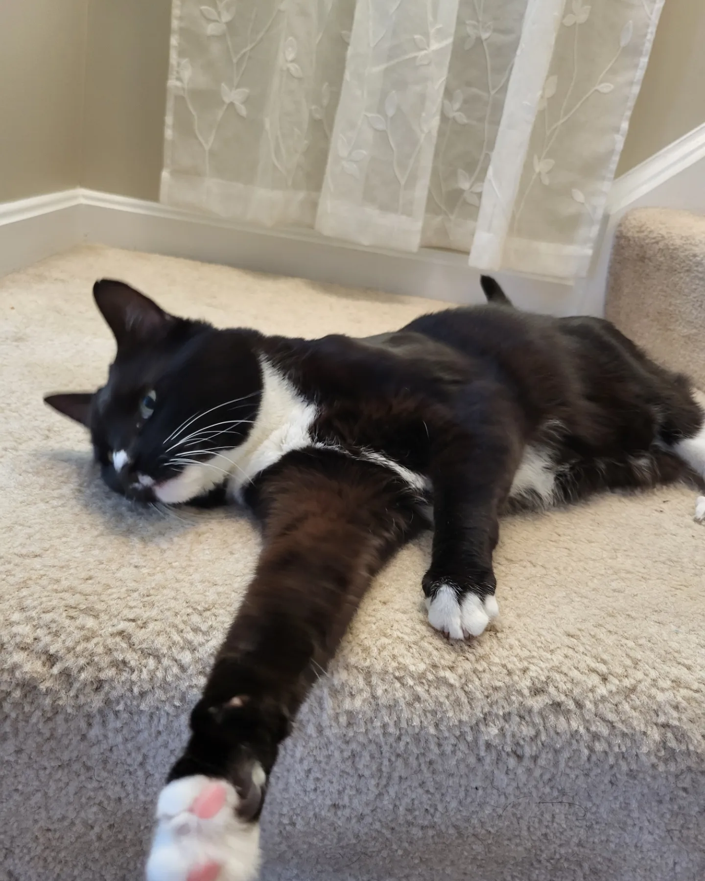 Black and white cat lying on carpet with one paw extended, near a window with sheer curtains.