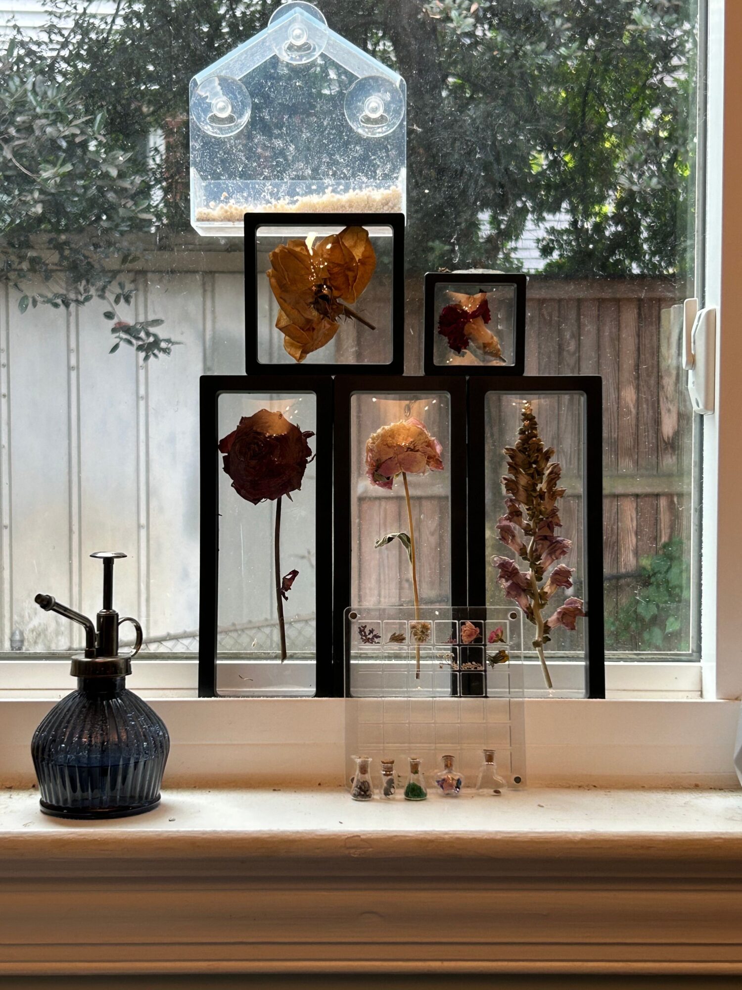 Display of framed botanical and insect illustrations on a windowsill with a potted plant, viewed from the side.