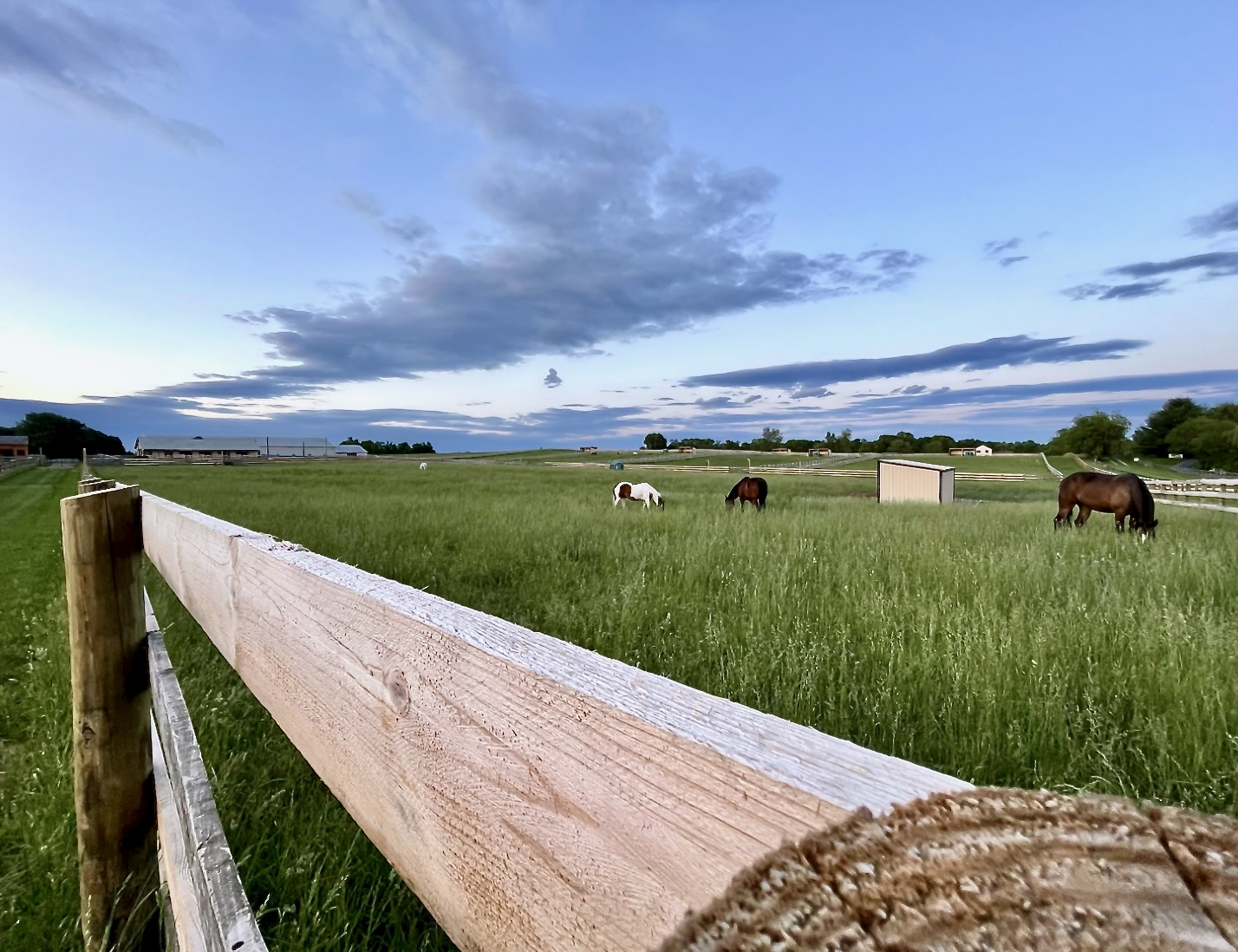 Open field with horses grazing, wooden fence in foreground, cloudy sky, distant trees and horizon.