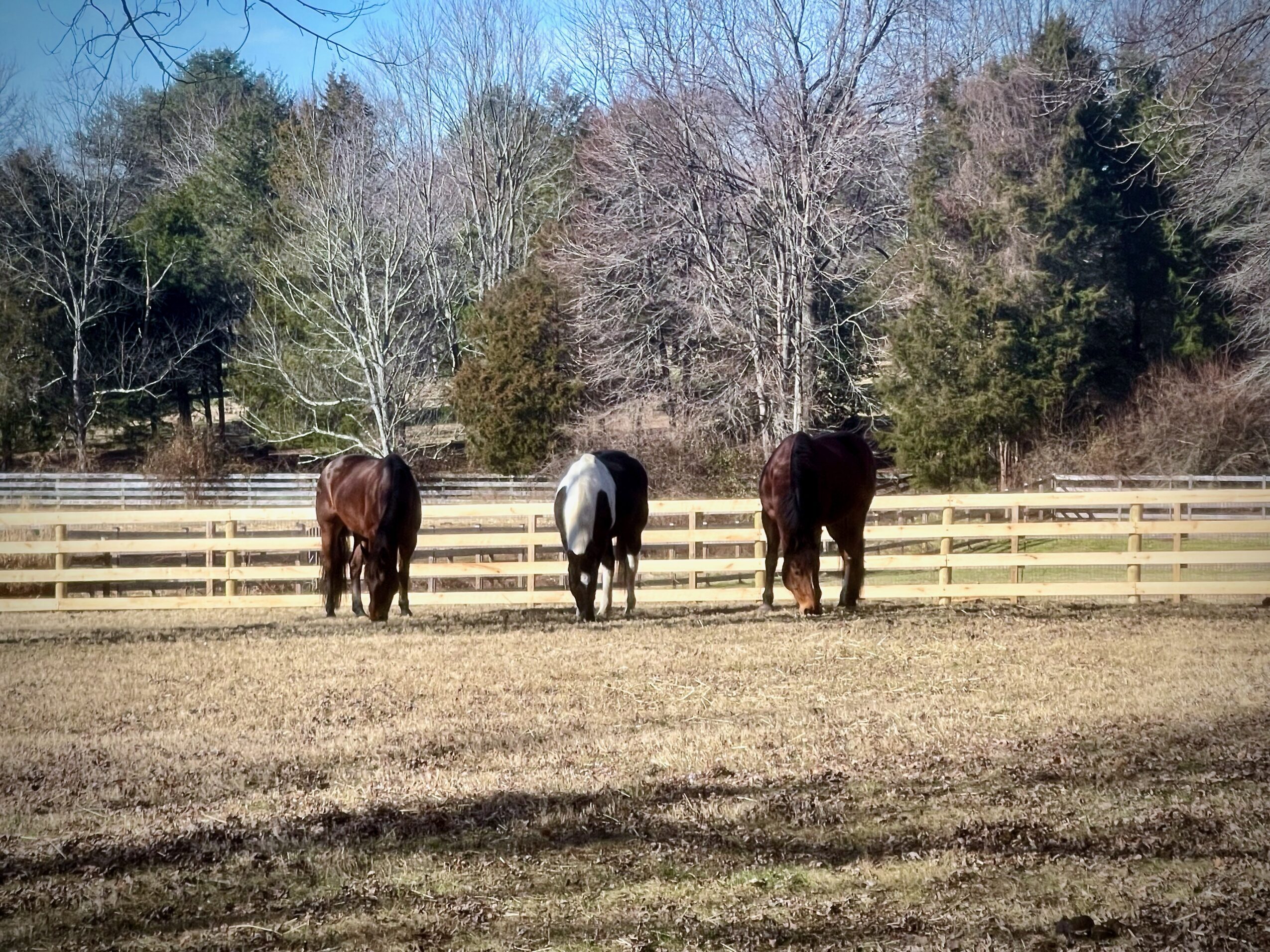 Three horses standing in a fenced field with trees in the background, under a clear sky.