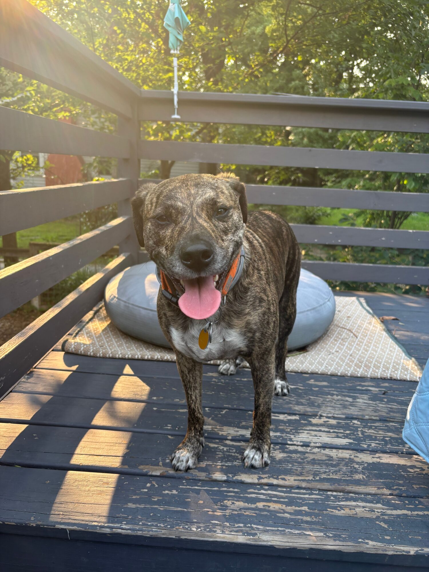 Dog with tongue out sitting on a blue wooden deck, with a metal railing and green trees in the background.