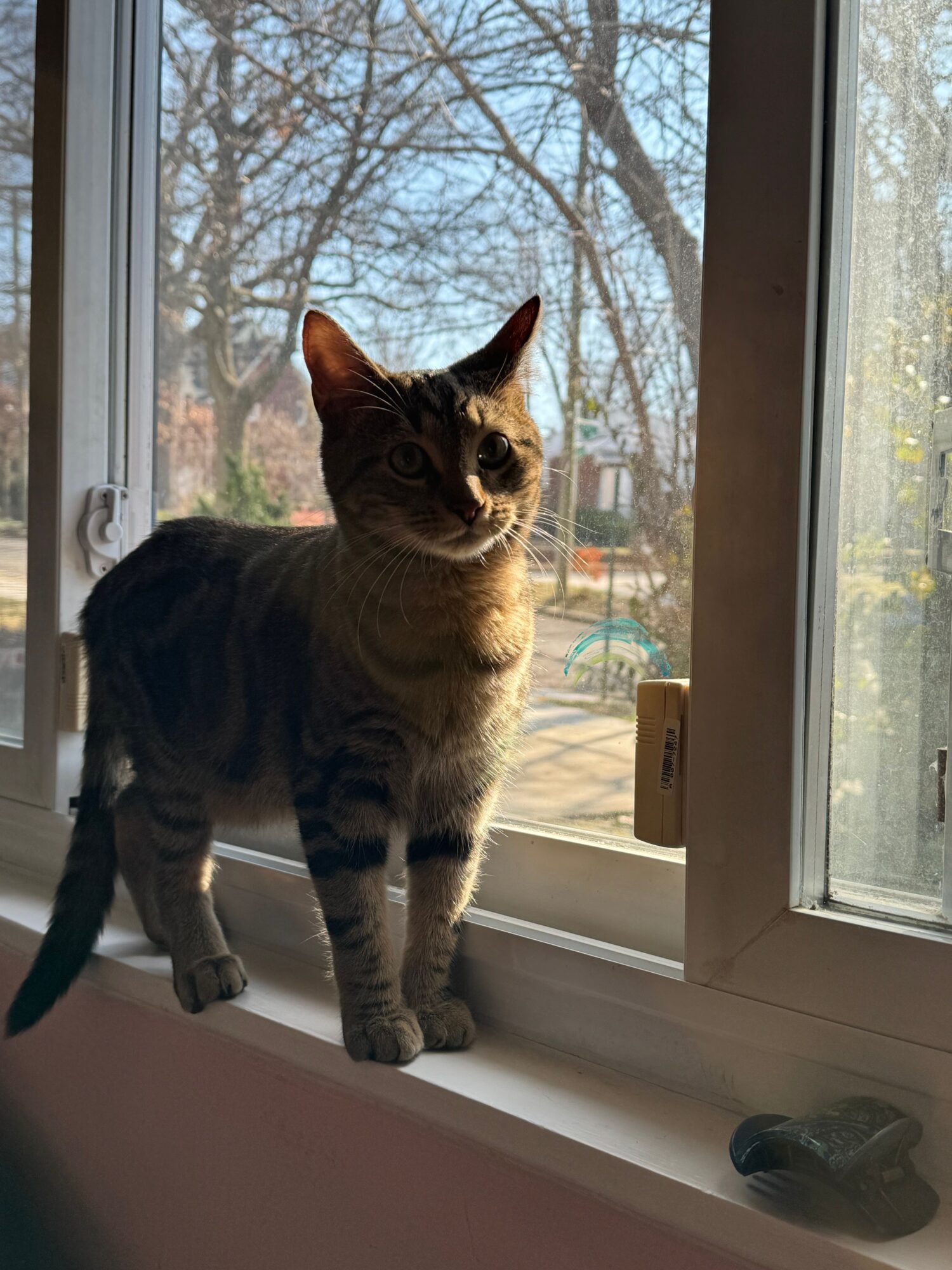 Tabby cat sitting on a windowsill, looking outside at trees and sky, with sunlight illuminating its fur.
