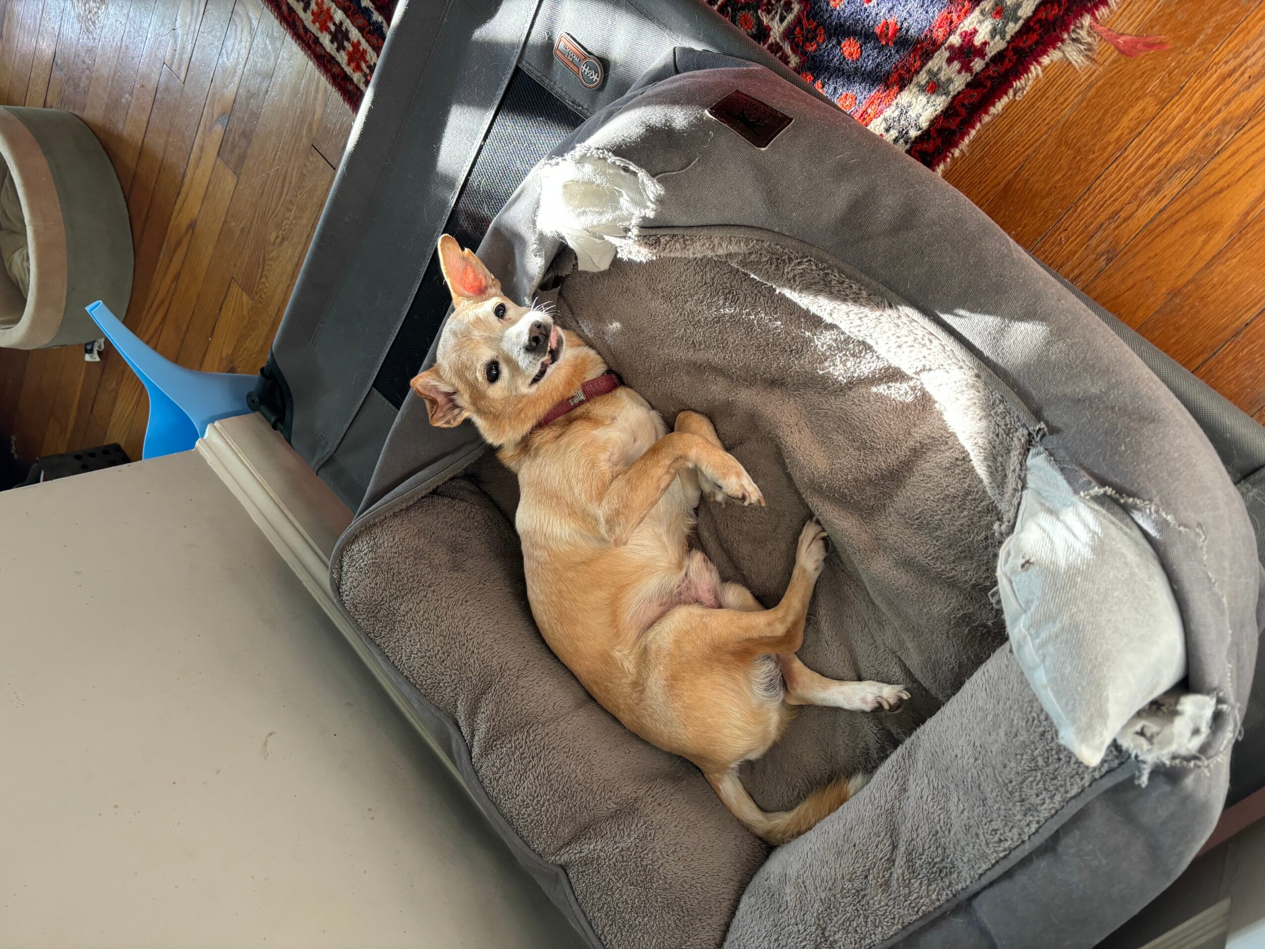 A small dog with tan and white fur lying on a gray pet bed, looking at the camera, in a room with wooden flooring.