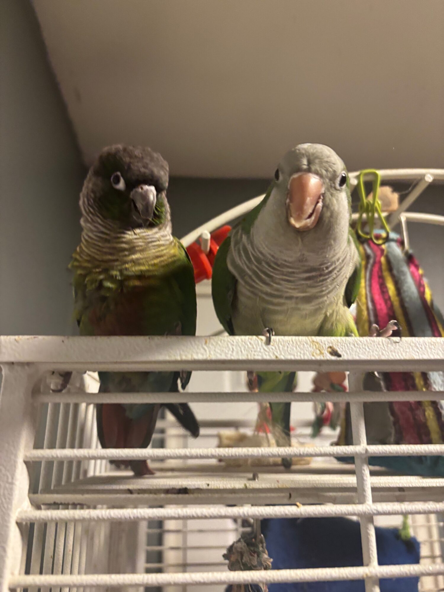 Two parrots inside a cage, one gray and the other green with black markings, with colorful toys in the background.
