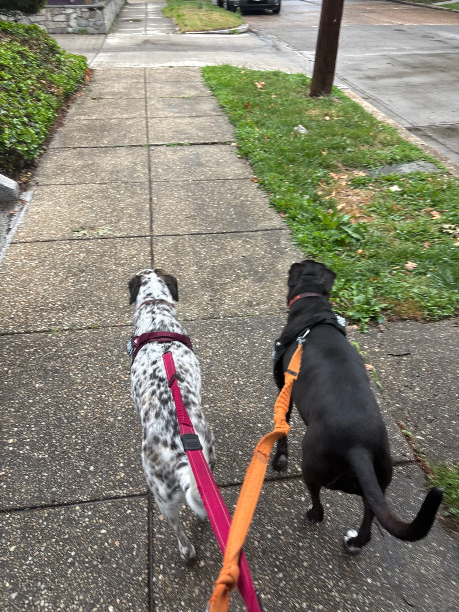 Two dogs on leashes walk on a sidewalk with grass and a fence nearby.