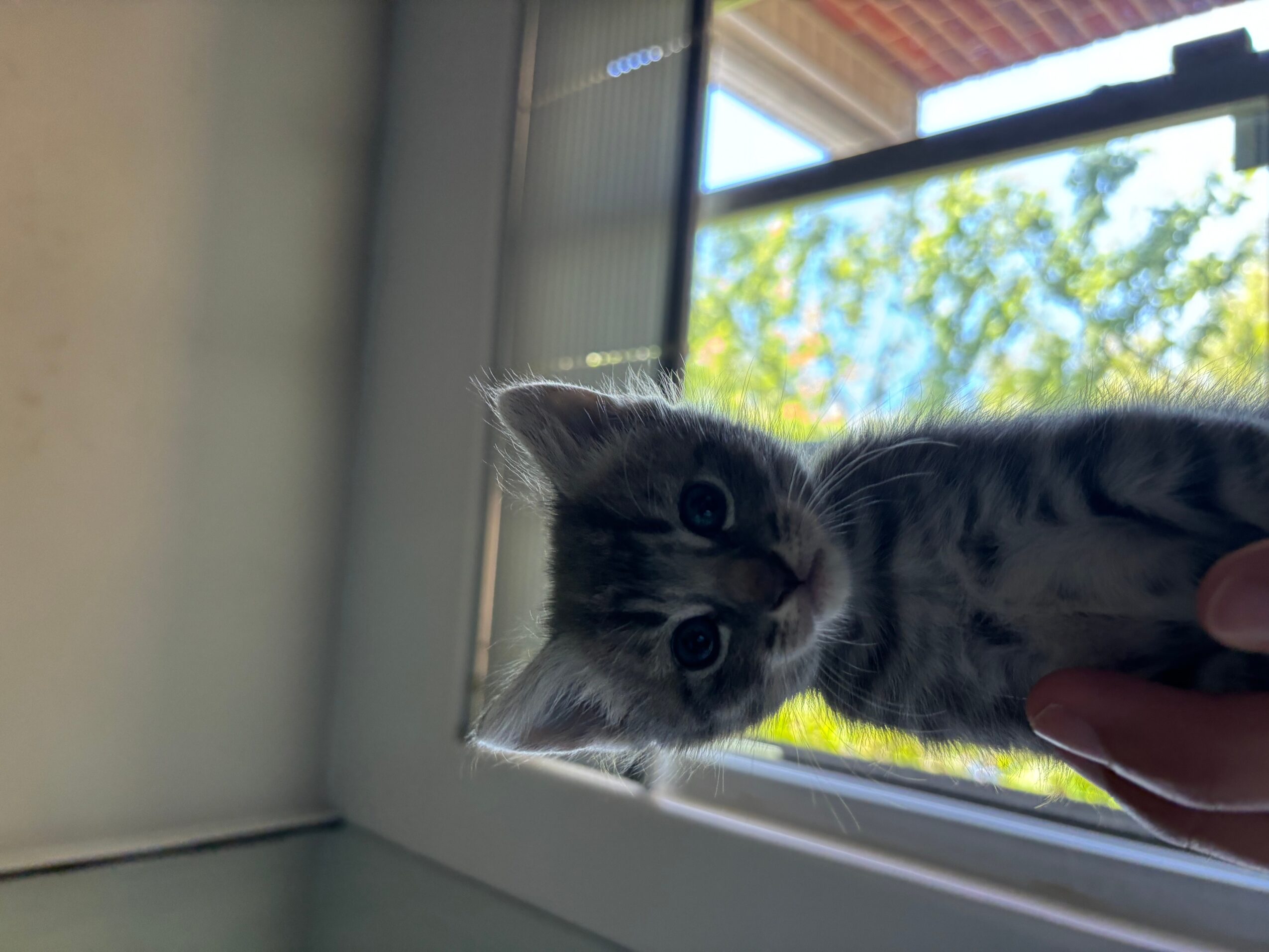 Gray tabby kitten peering through a window with a blue sky and green trees outside.