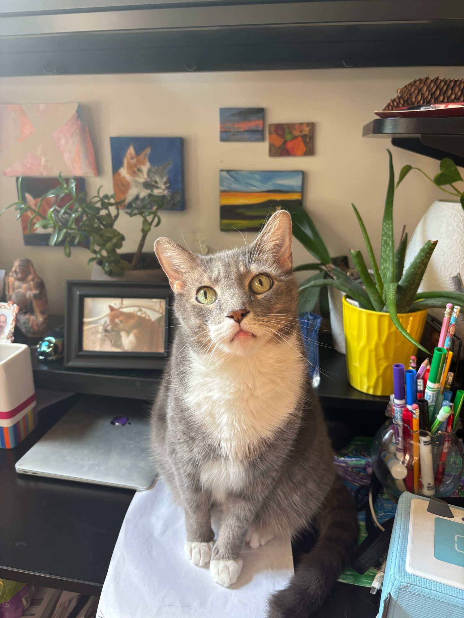 Gray and white cat sitting on a desk with art supplies and plants in the background.