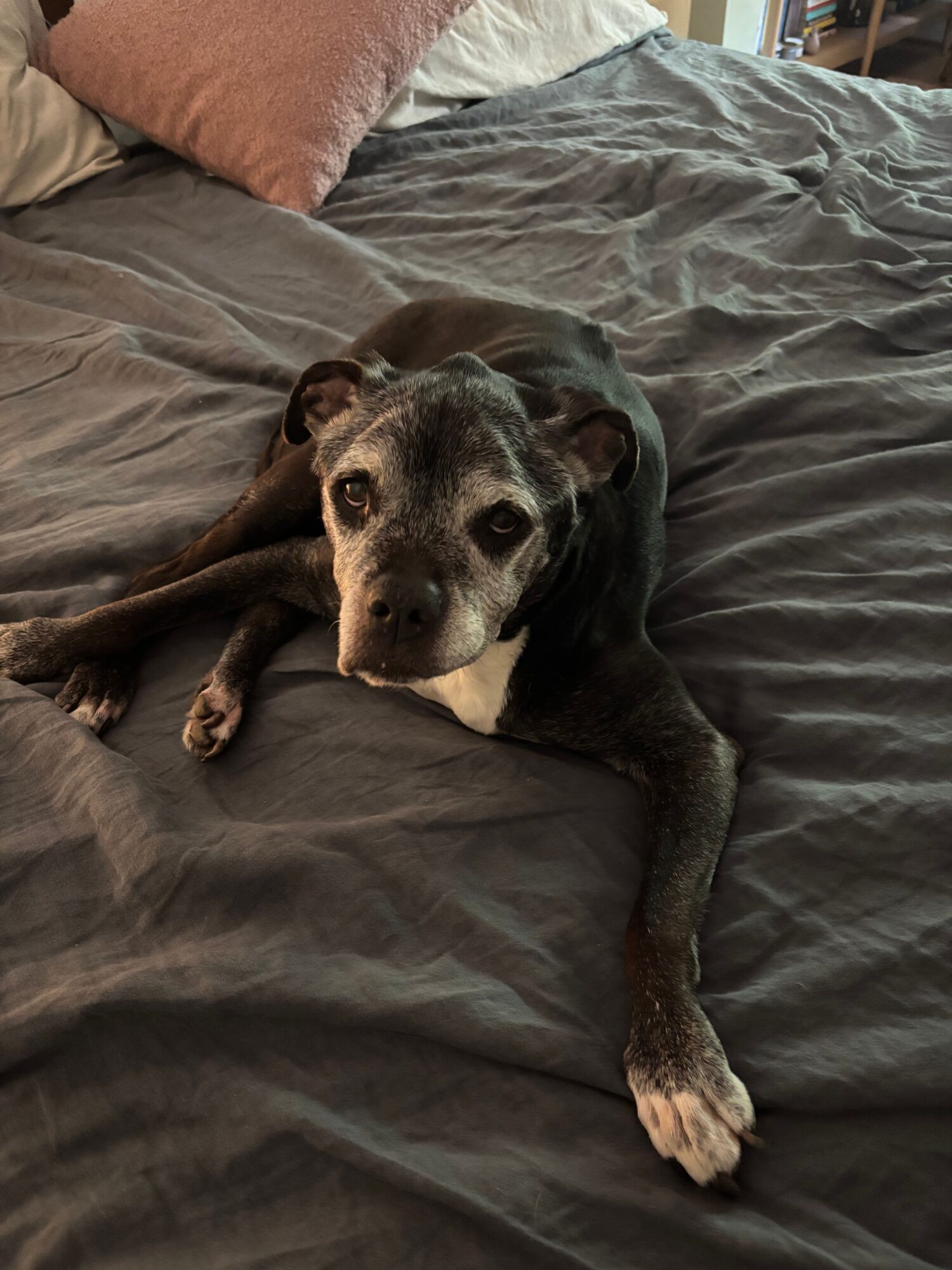 Dog lying on a bed, looking at the camera, with a pillow nearby.