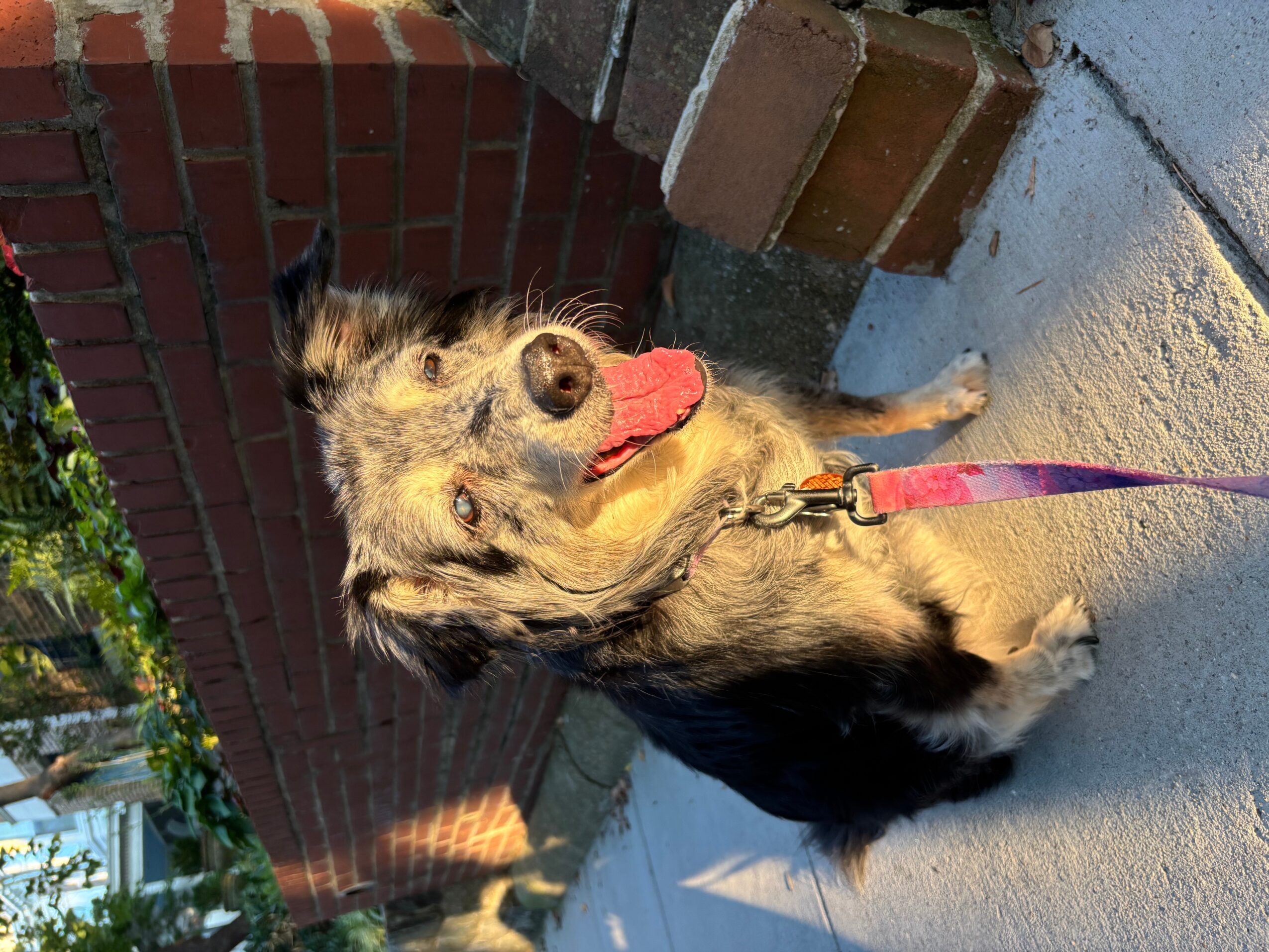 Dog with tongue out sitting on sidewalk near brick wall, wearing a pink collar and leash, looking at camera.
