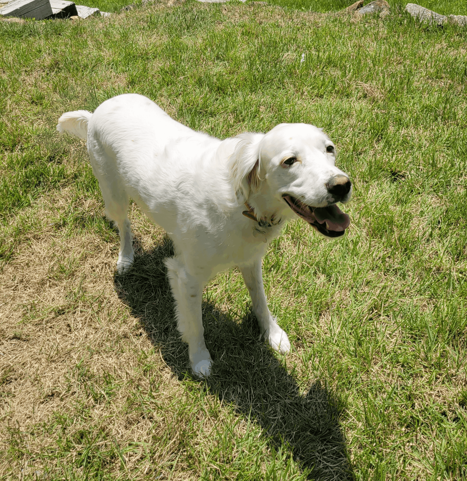 White dog standing on grass, smiling with tongue out, shadow visible, outdoors on sunny day.