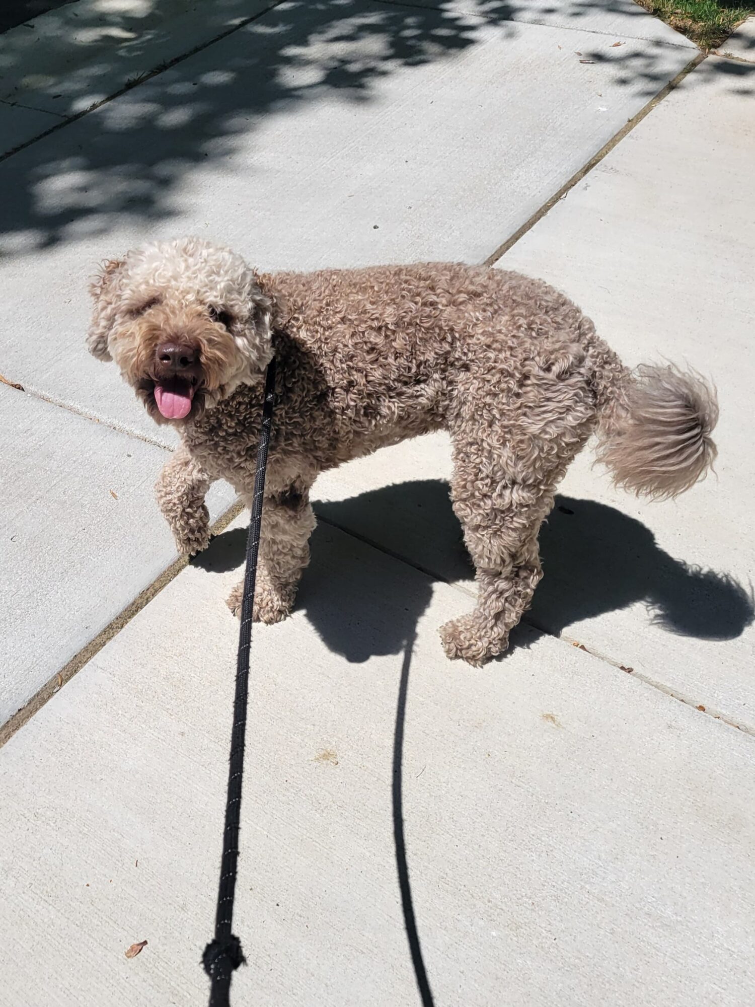 Curly-haired dog standing on sidewalk, looking at camera with tongue out, shadow cast on ground, leash attached, sunny day.