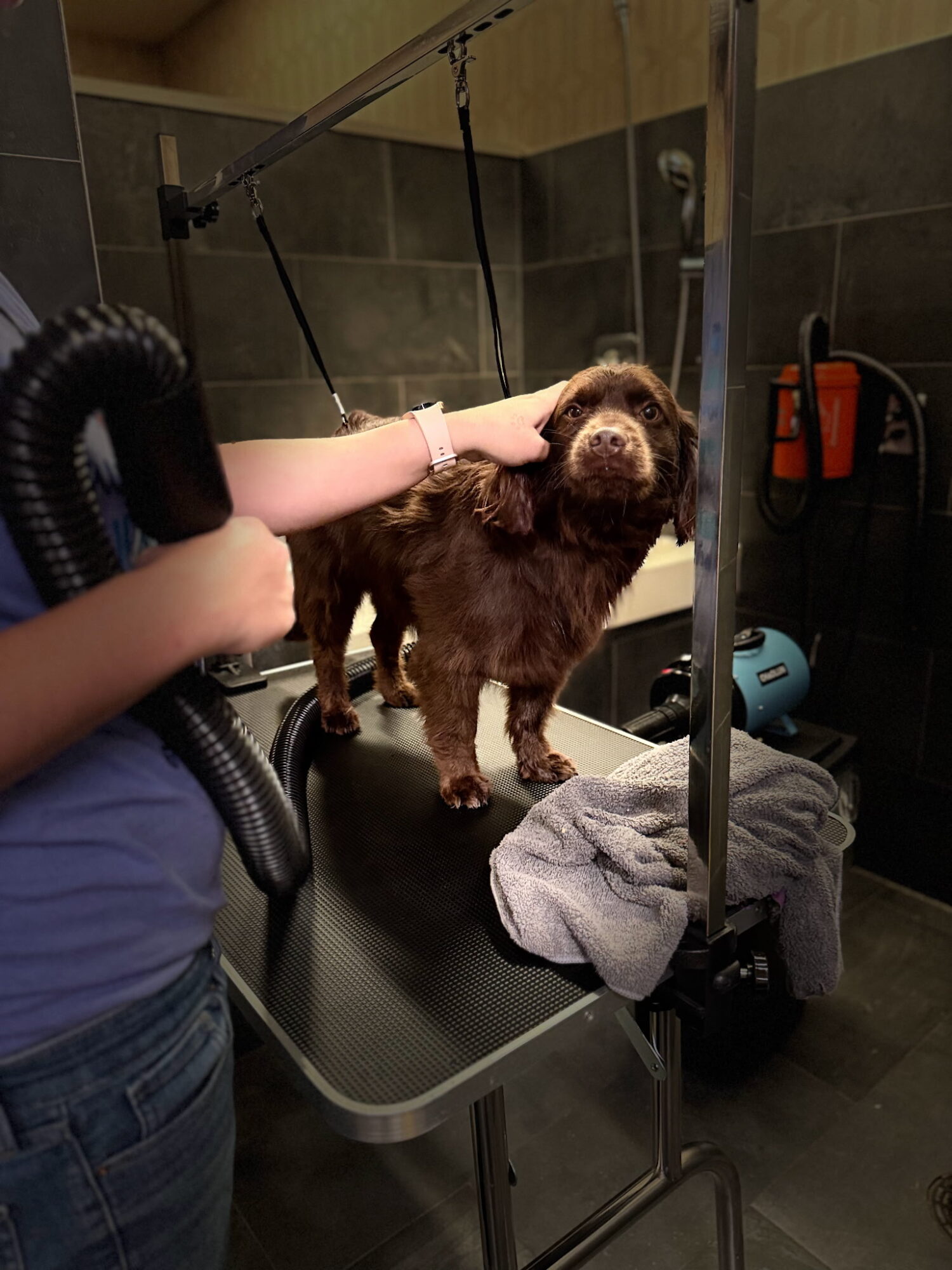 Person grooming a small brown dog on a grooming table in a tiled room.