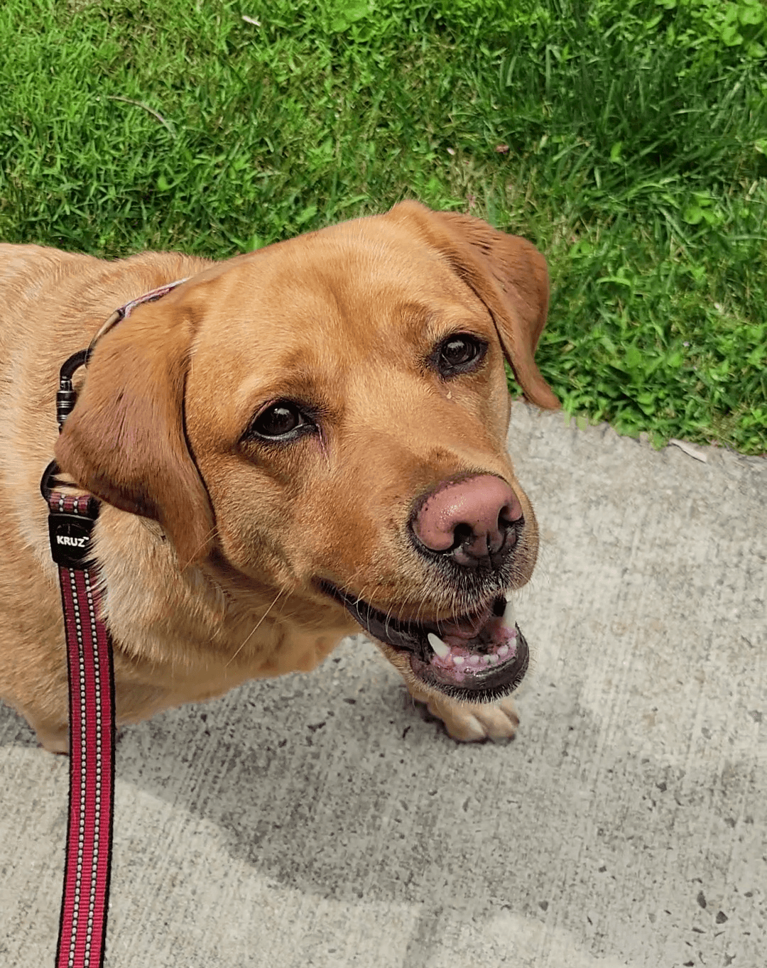 Labrador retriever with a leash, looking up with a happy expression, on a sidewalk with grass nearby.