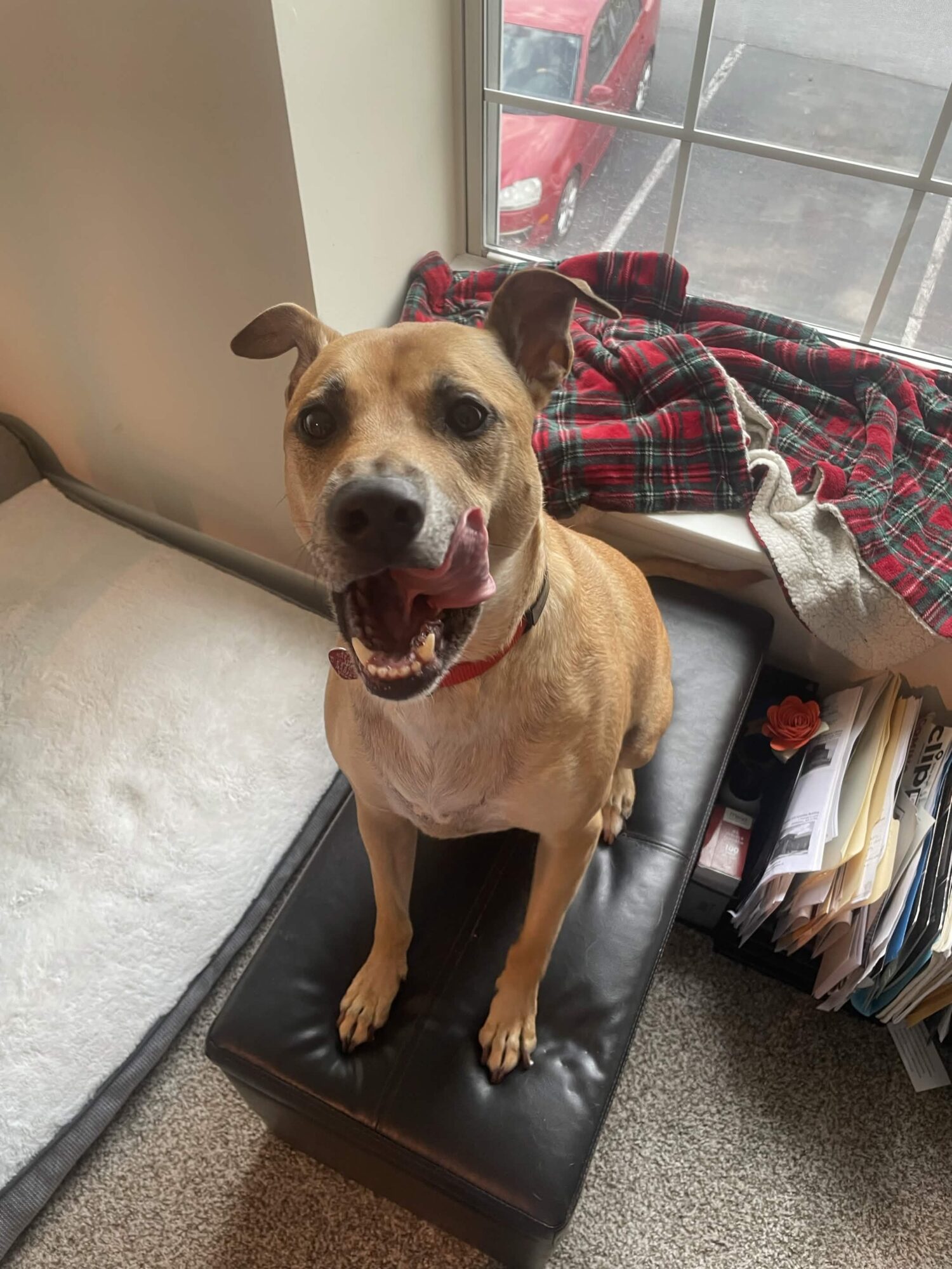 Smiling tan dog with a red collar sitting on a black ottoman near a window, with a blanket and papers nearby.