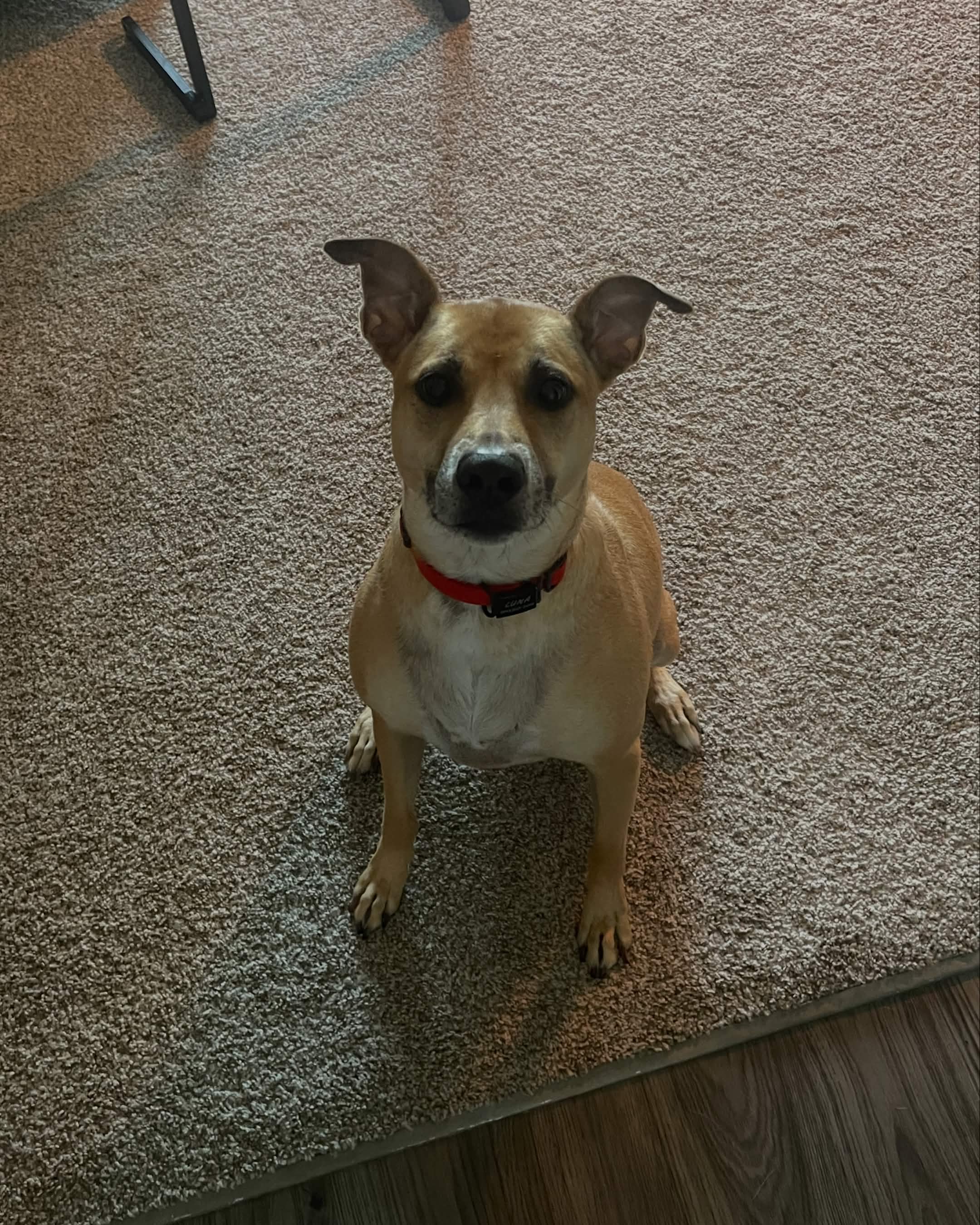 Dog sitting on carpeted floor, looking at camera with ears perked up, wearing a red collar.