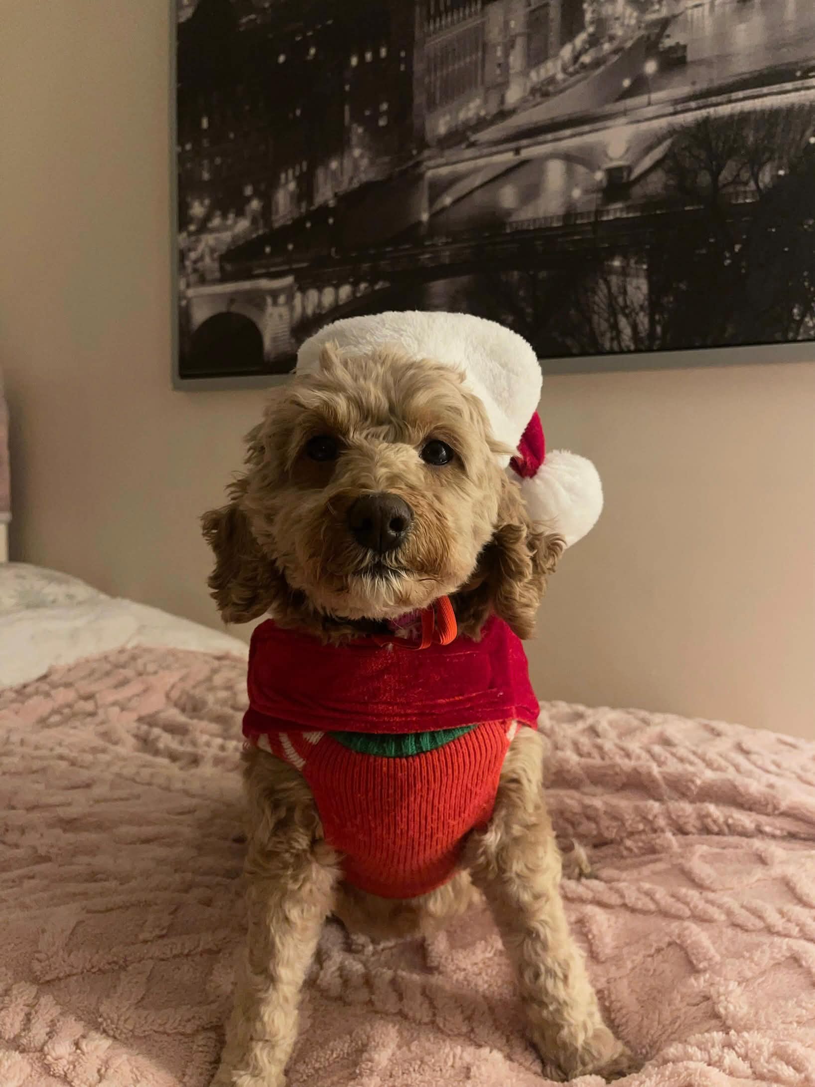 Small dog wearing a Santa hat and red sweater, sitting on a bed with a cityscape picture in the background.