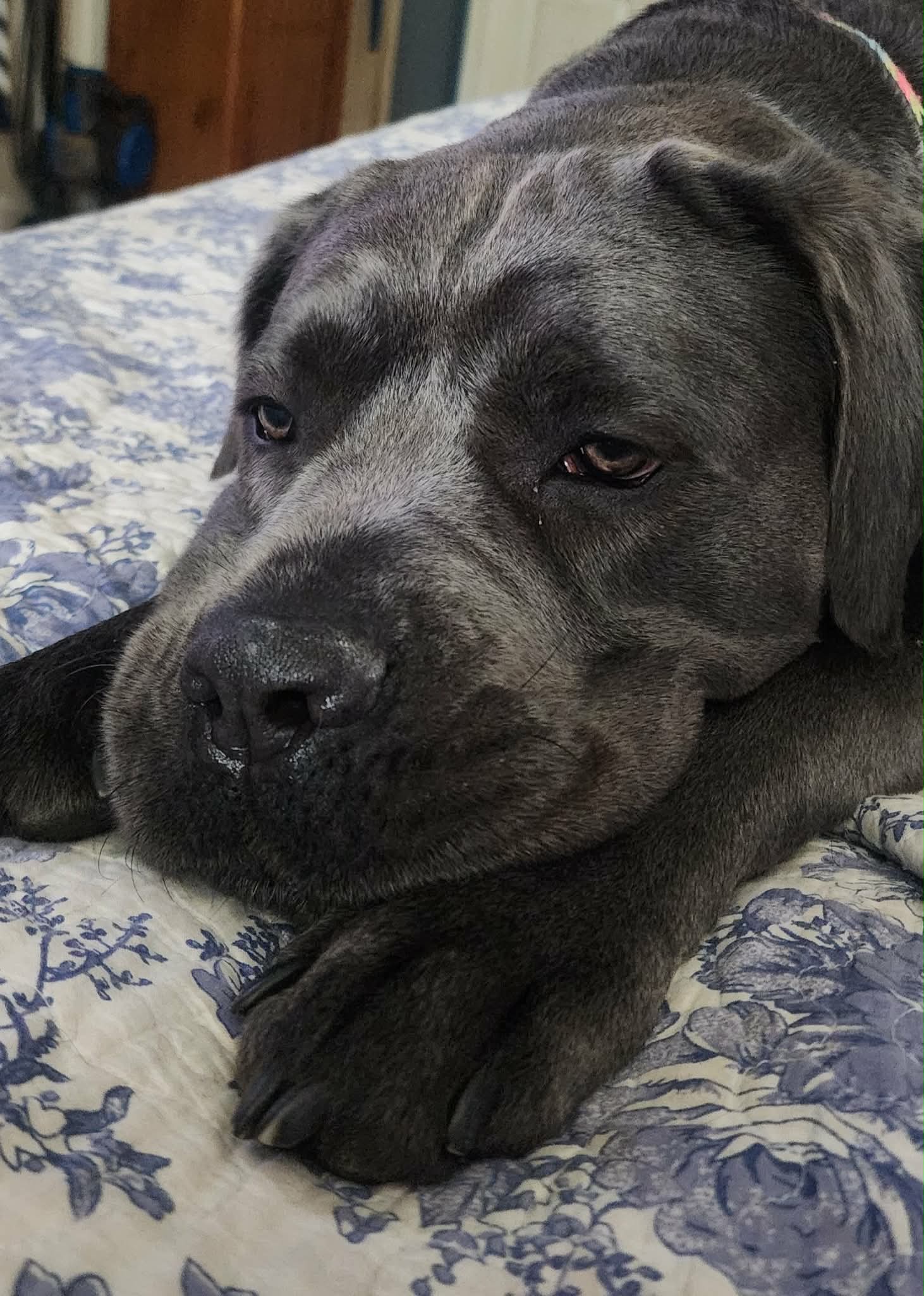 Gray puppy resting on a patterned bedspread with closed eyes and relaxed paws.
