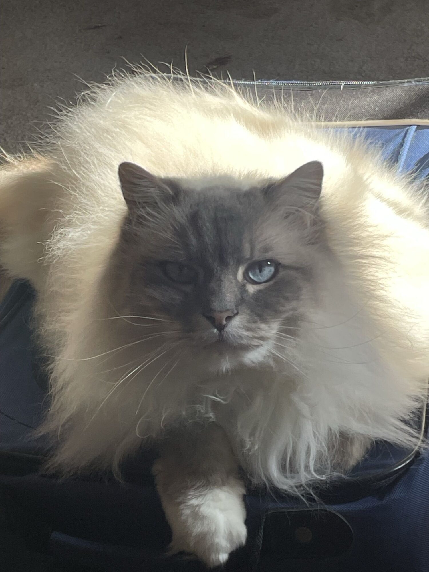 Long-haired cat with blue eyes lying on a surface, facing forward.