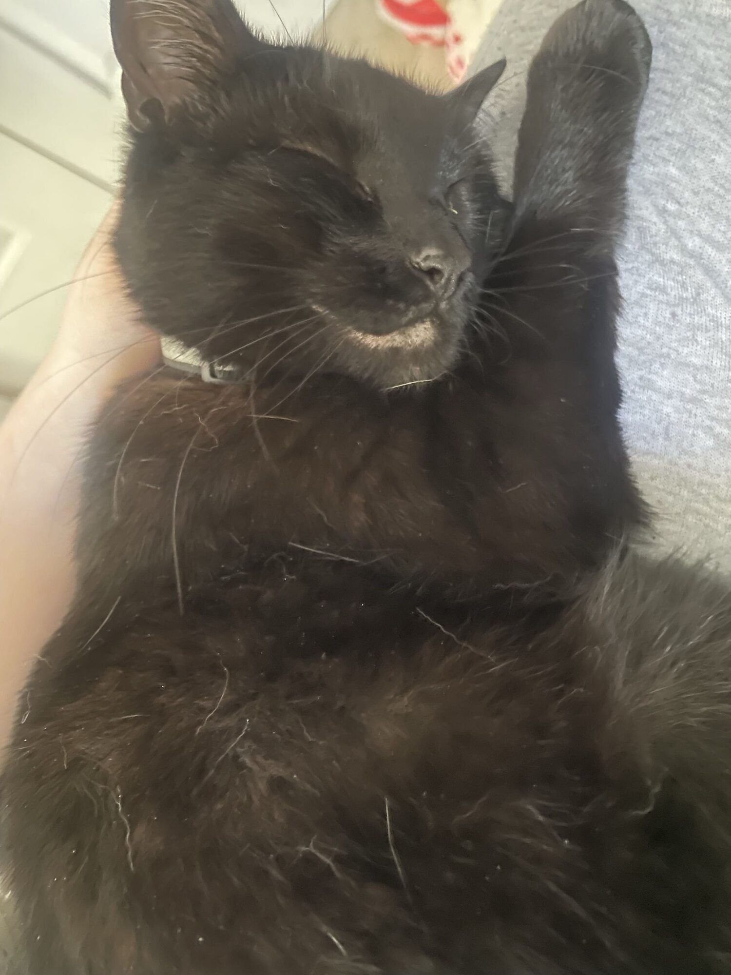 Black cat with closed eyes, lying on its back, being held by a person's hand, with a gray background.