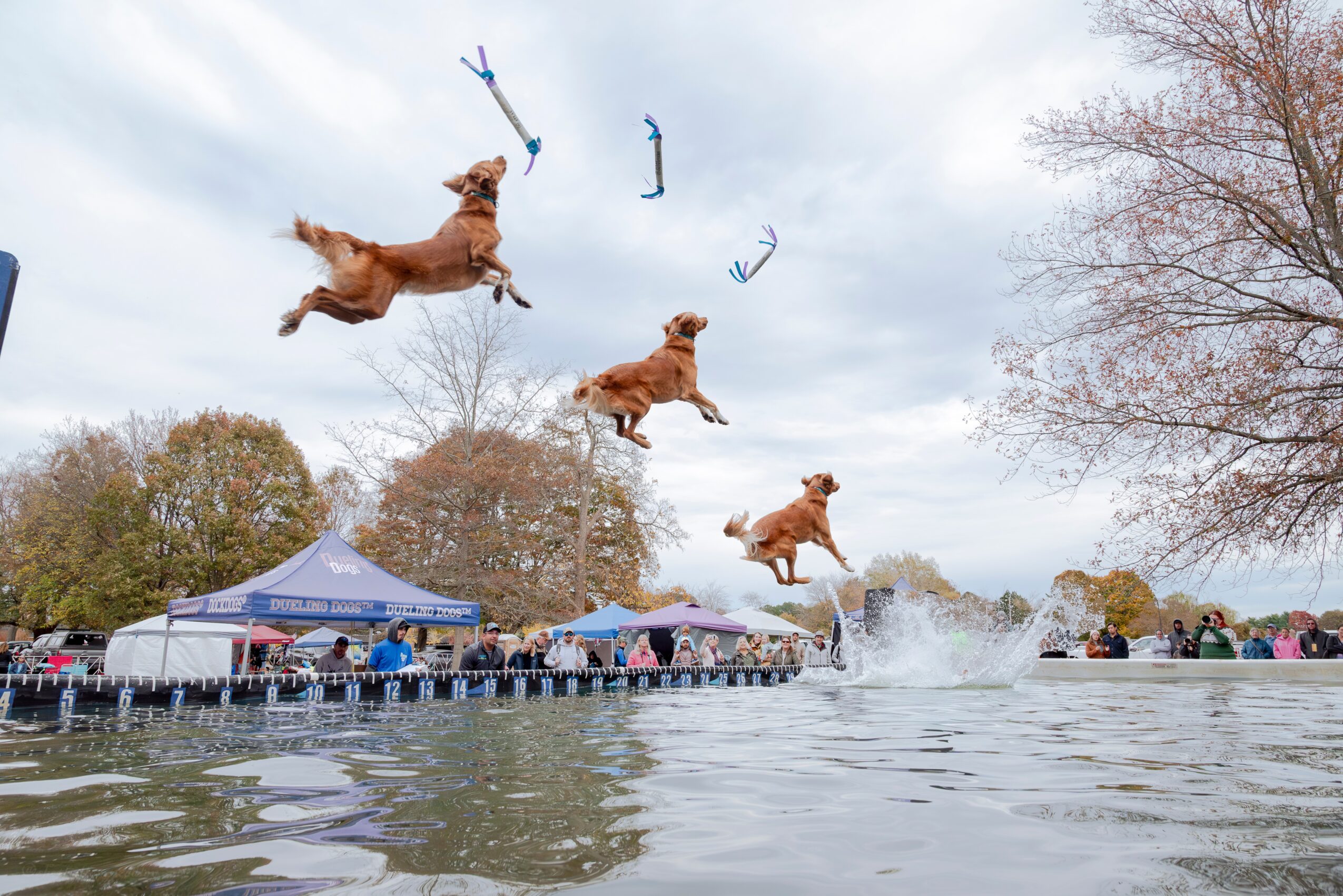 Three dogs jumping into water with splashes, trees, tents, and people in the background under cloudy sky.