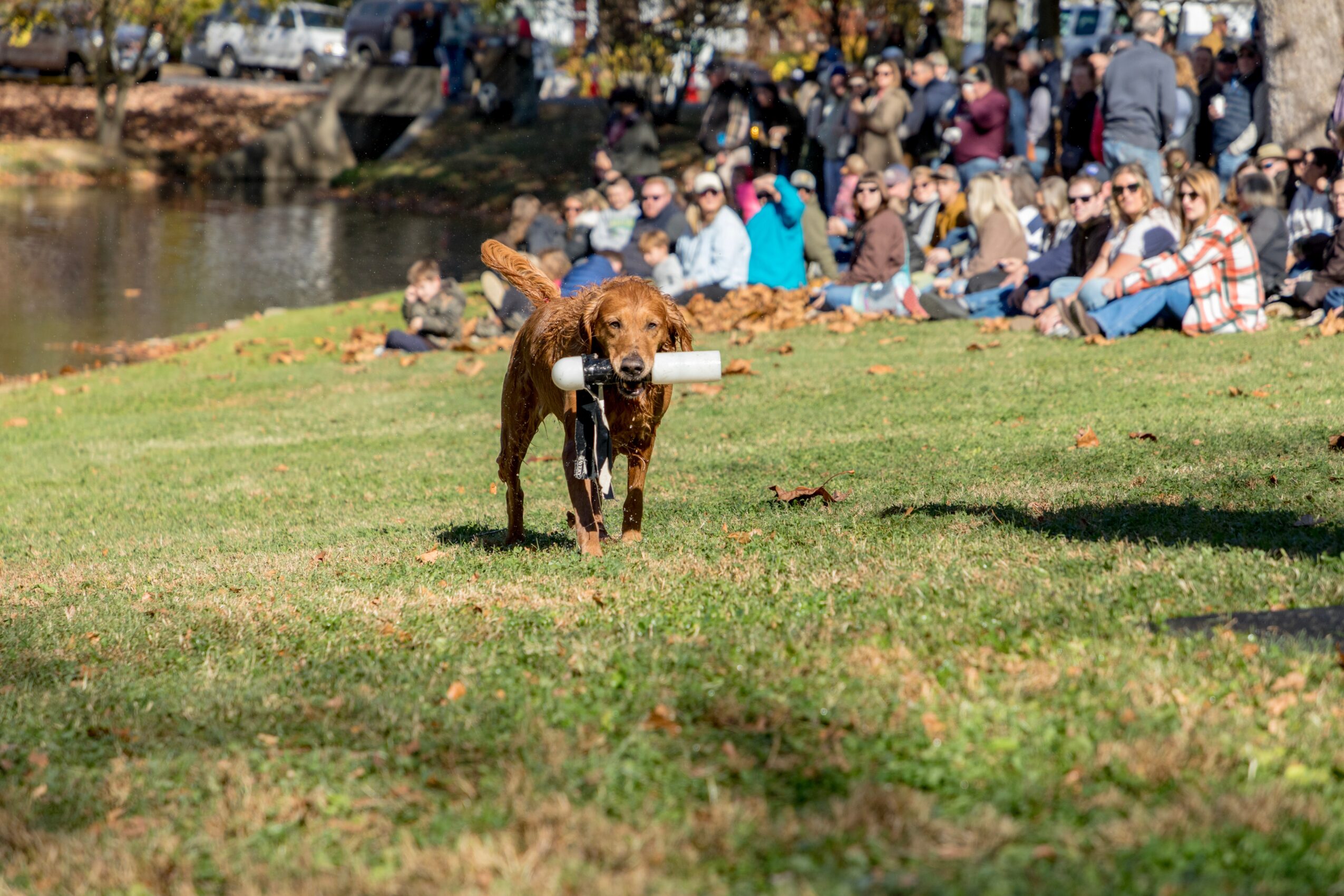 Dog carrying a plastic bottle in its mouth with a crowd of people sitting on grass in the background.