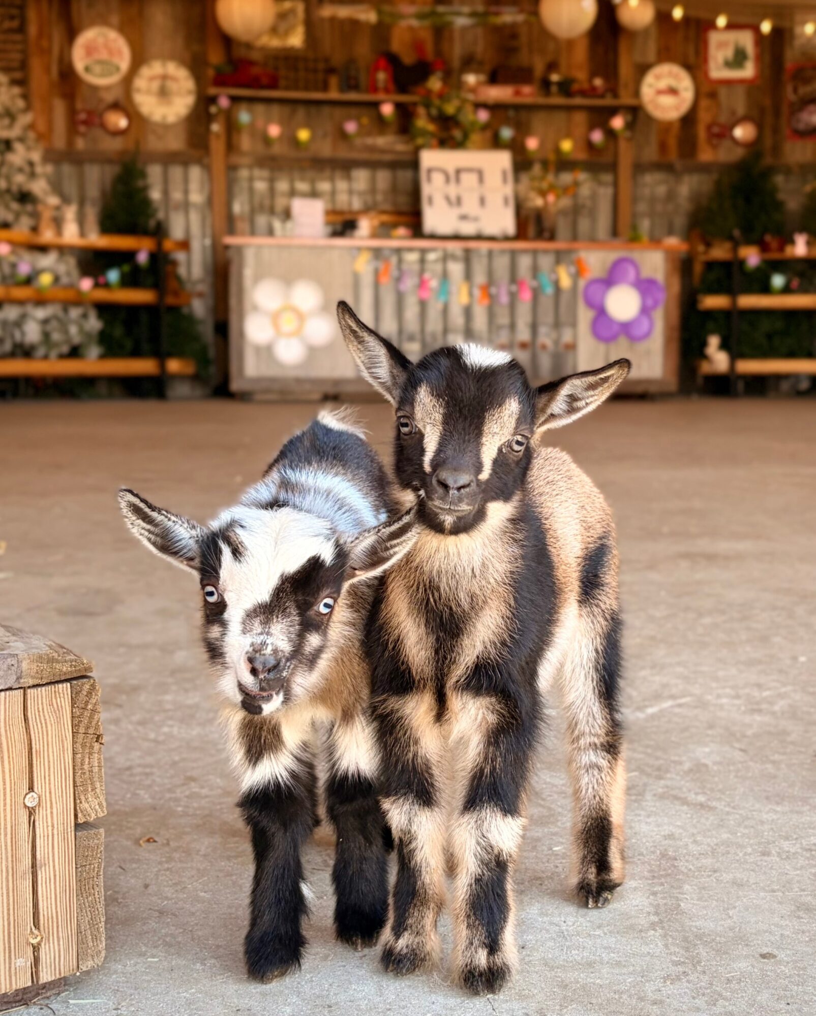 Two young goats standing indoors with a decorated background, one black and white, the other brown and black, facing forward.