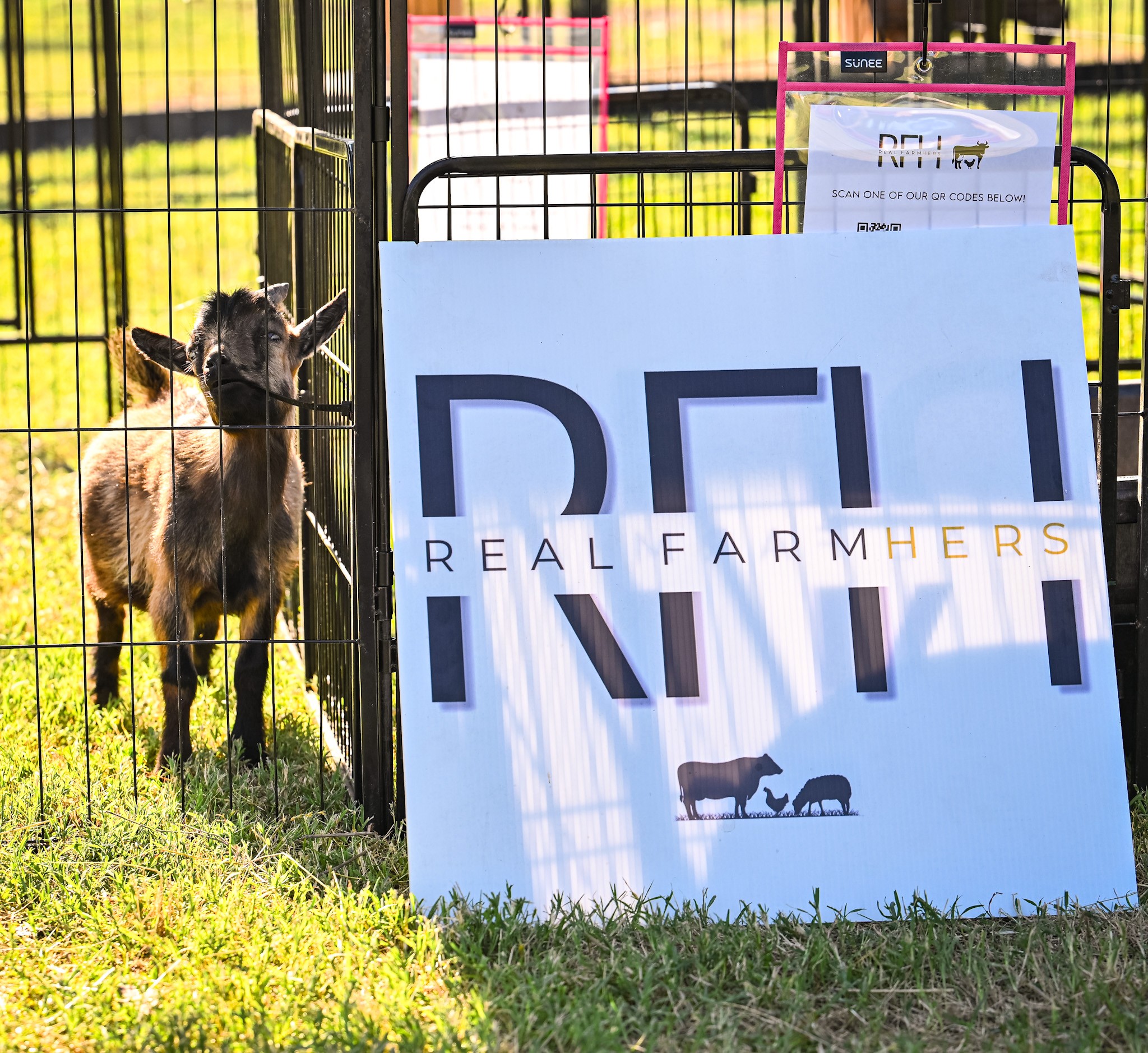 Goat standing behind a metal fence next to a large sign with the word 'DFA' and silhouettes of animals, outdoors.