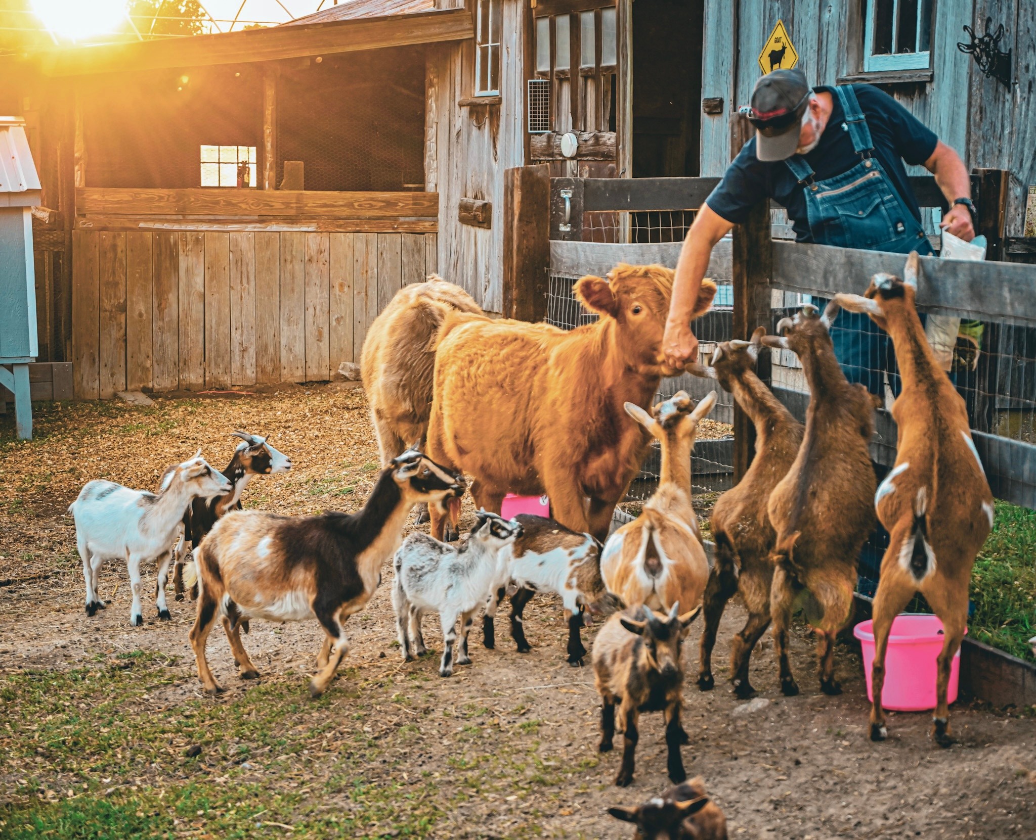 Person feeding multiple goats and sheep outside a barn at sunset, with animals gathered around a pink bucket.