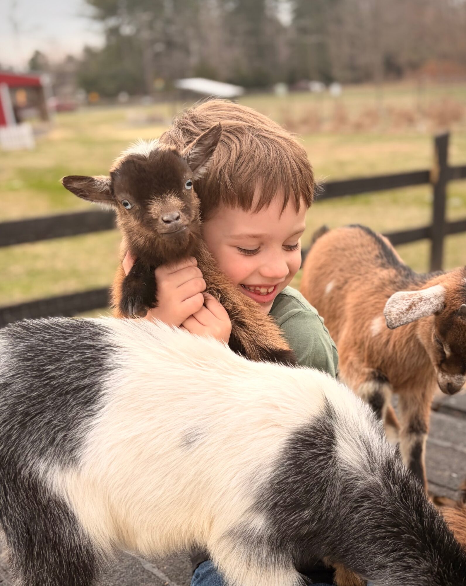 Child holding a small goat, smiling outdoors with other goats nearby, fence and trees in background.