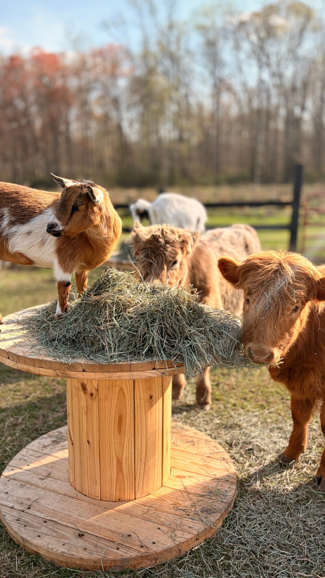 Group of cows and a dog around a hay feeder outdoors on a sunny day with trees in the background.
