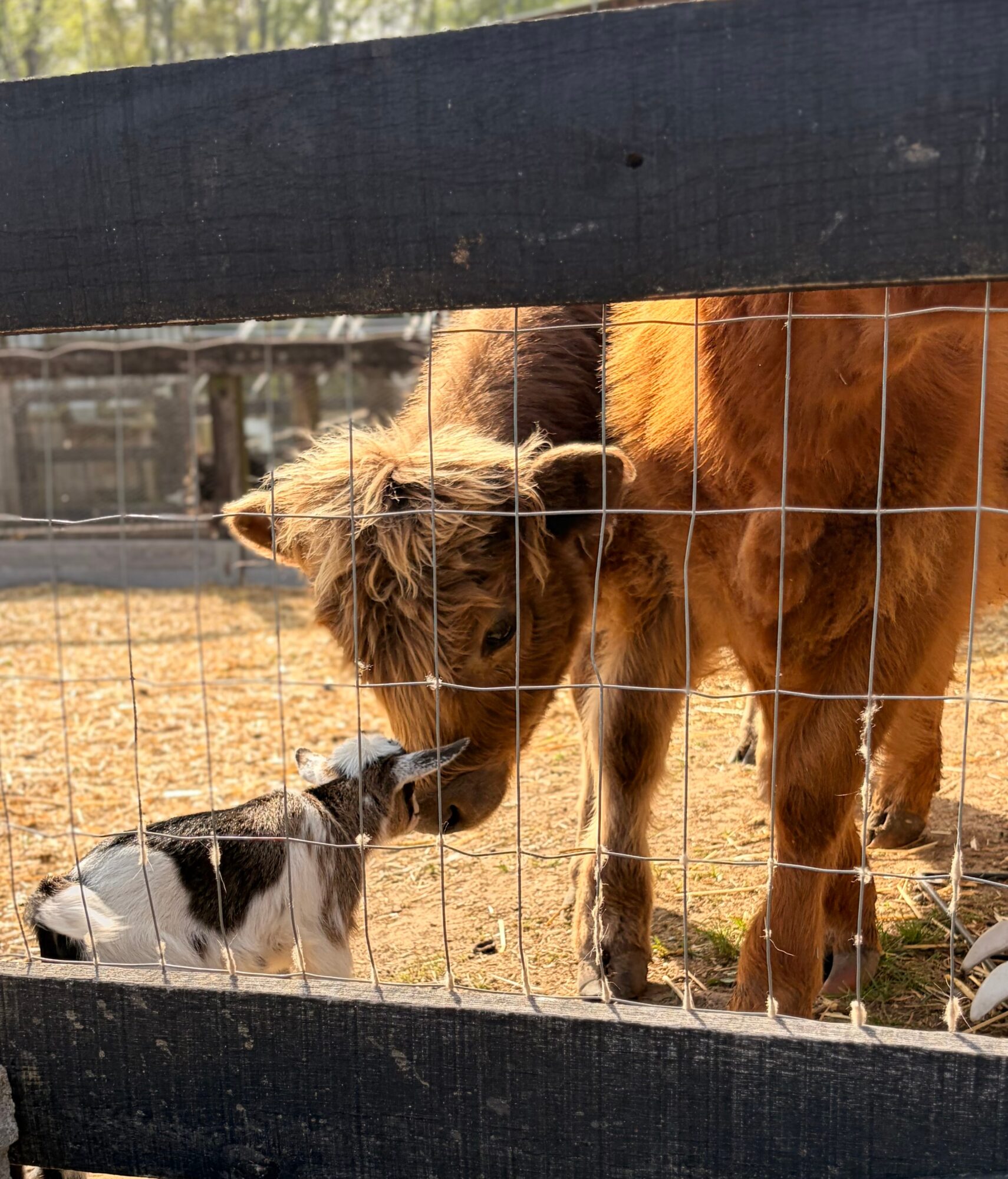 A small dog and a large horse interact through a wire fence outdoors, with trees and sunlight in the background.
