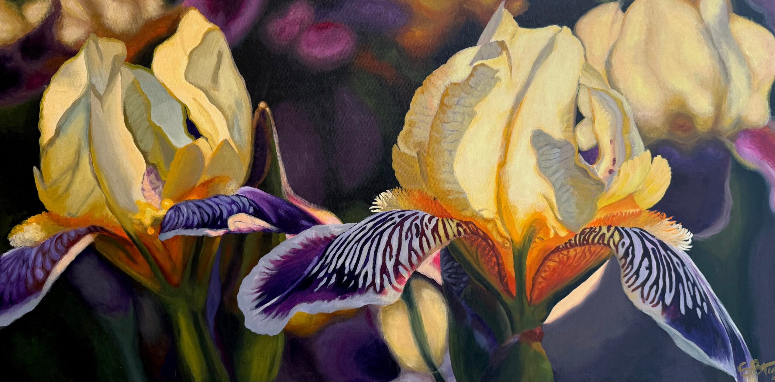 Three yellow iris flowers with purple and white petals against a dark background.